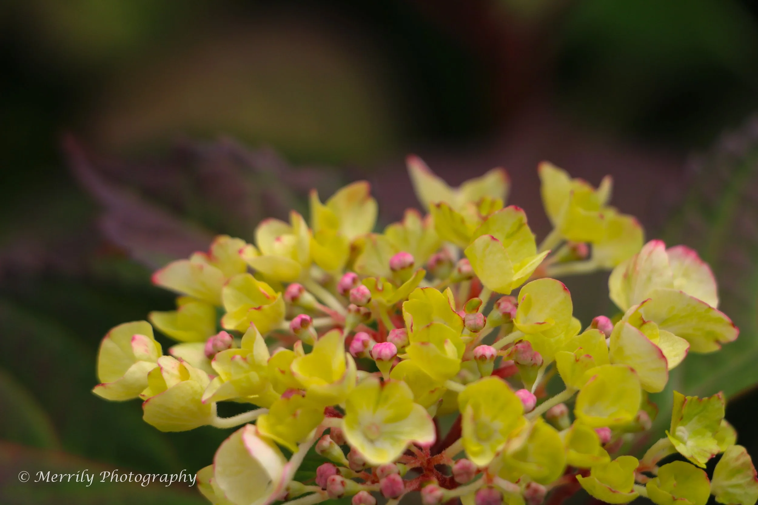 Hydrangea macrophylla.jpg