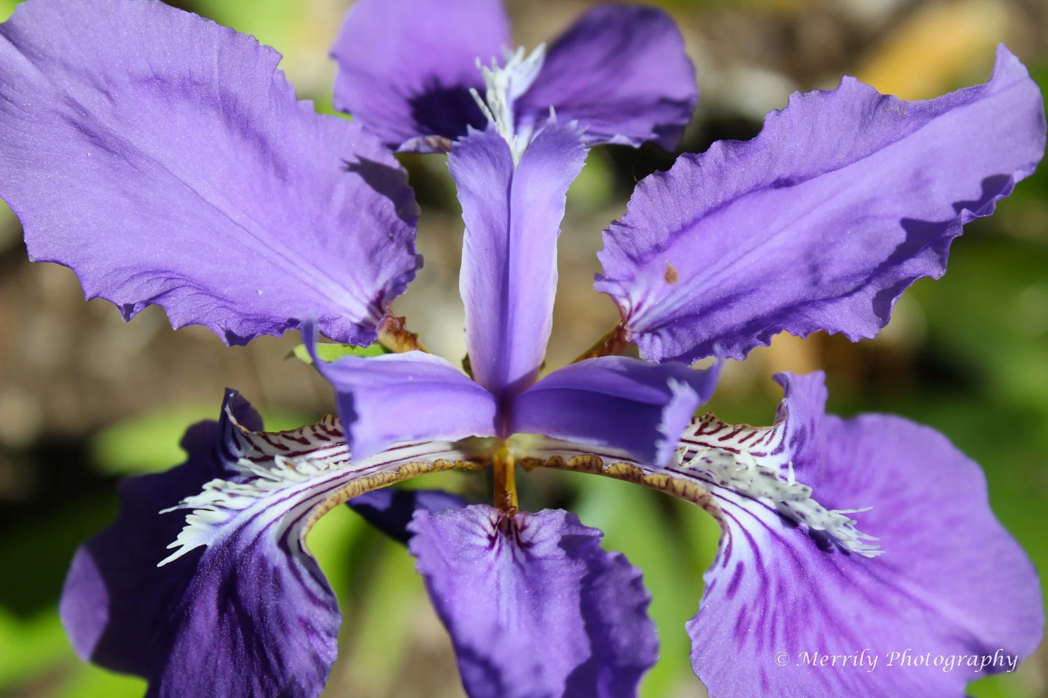 A close-up of a purple iris flower with ruffled petals and intricate details.