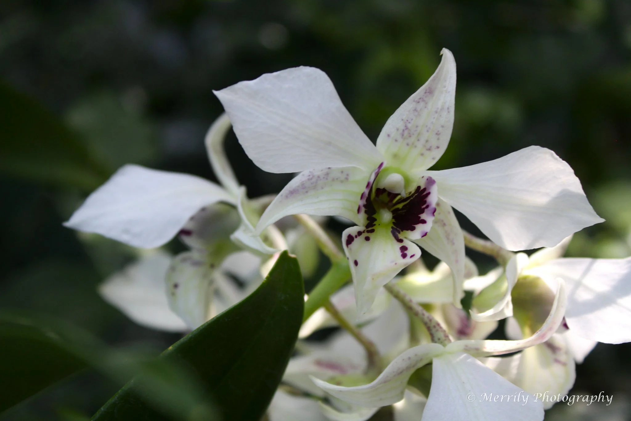 Dendrobium Roy Tokunaga orchids.jpg
