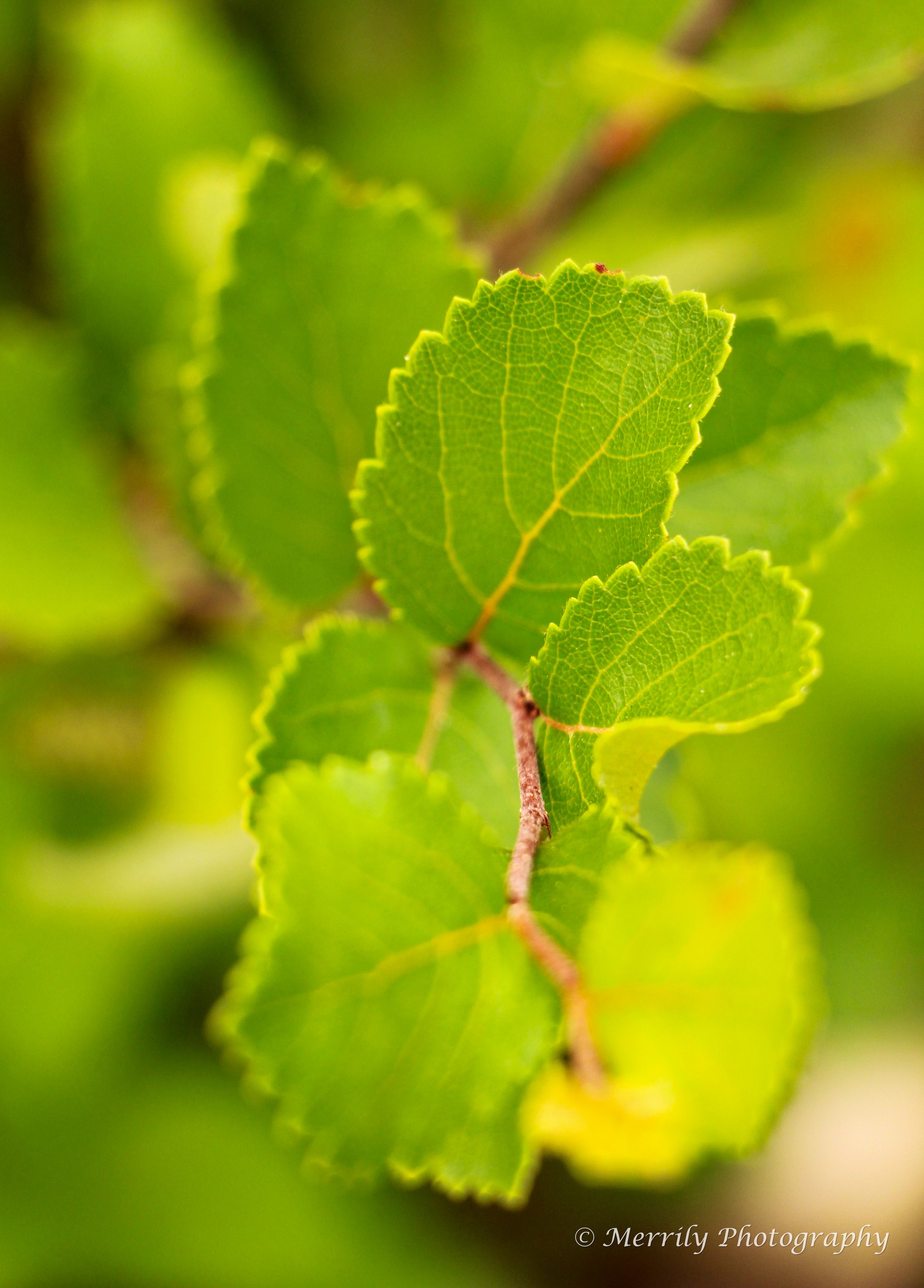 European Aspen leaves.jpg