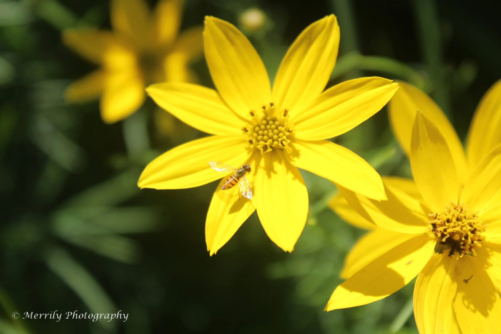 Sunflower small yellow with bee 2.jpg