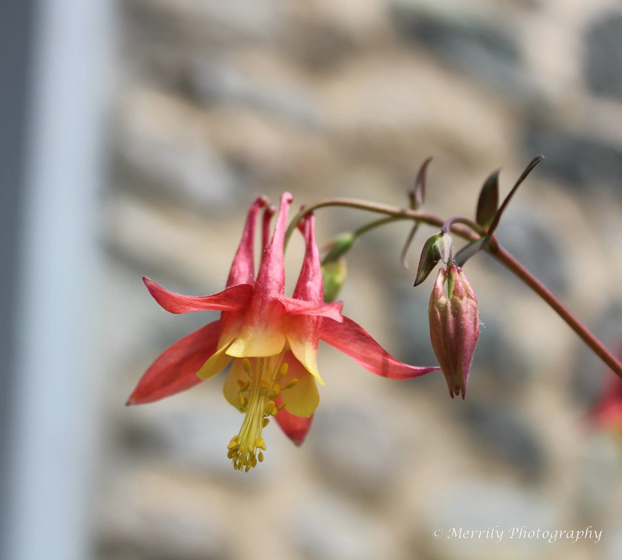 Red Columbine Aquilegia canadensis.jpg