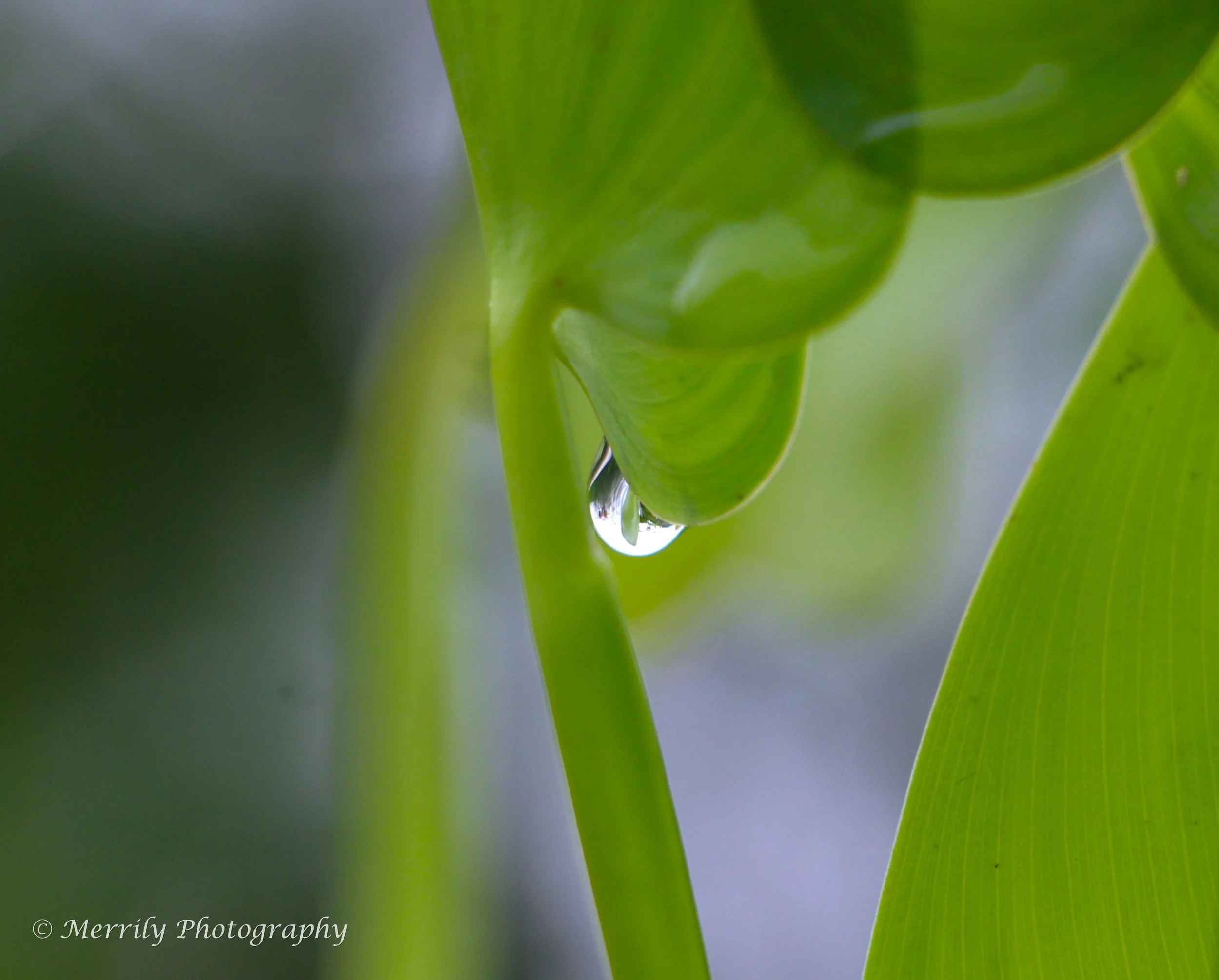 Dew Drop on Leaf print