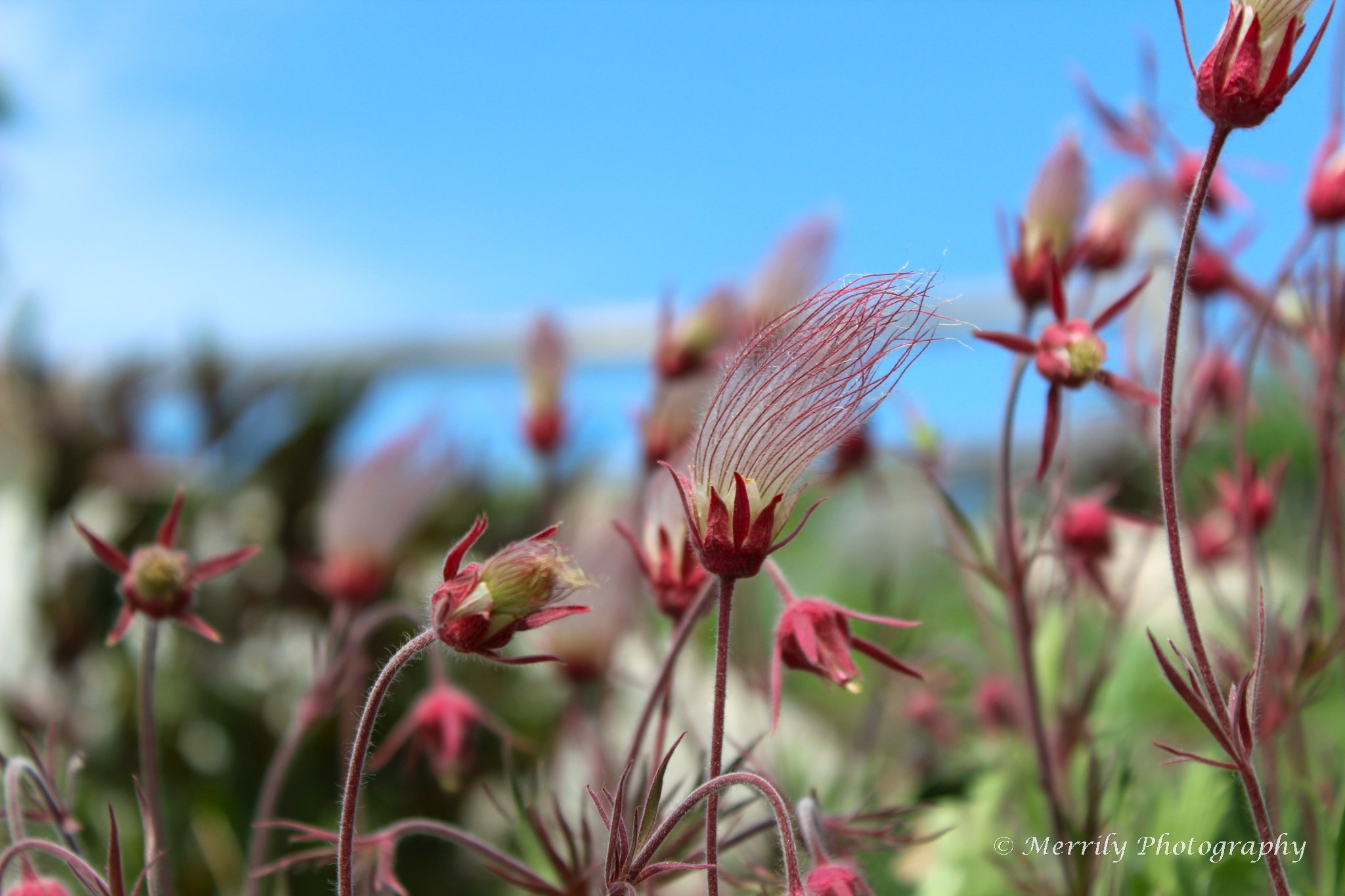 Close-up of pink and red Prairie Smoke flowers with a clear blue sky in the background.