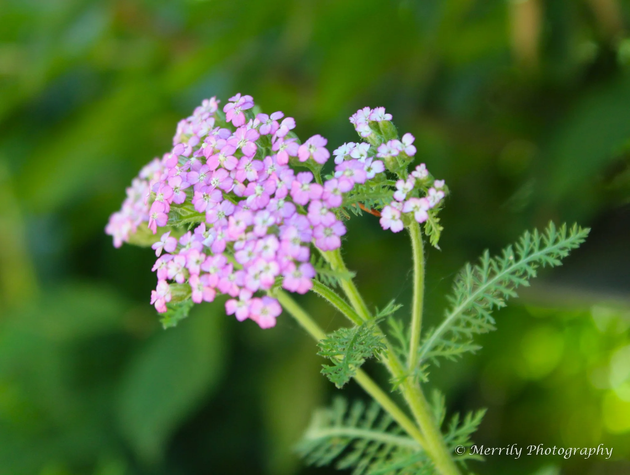 Pink Yarrow.jpg