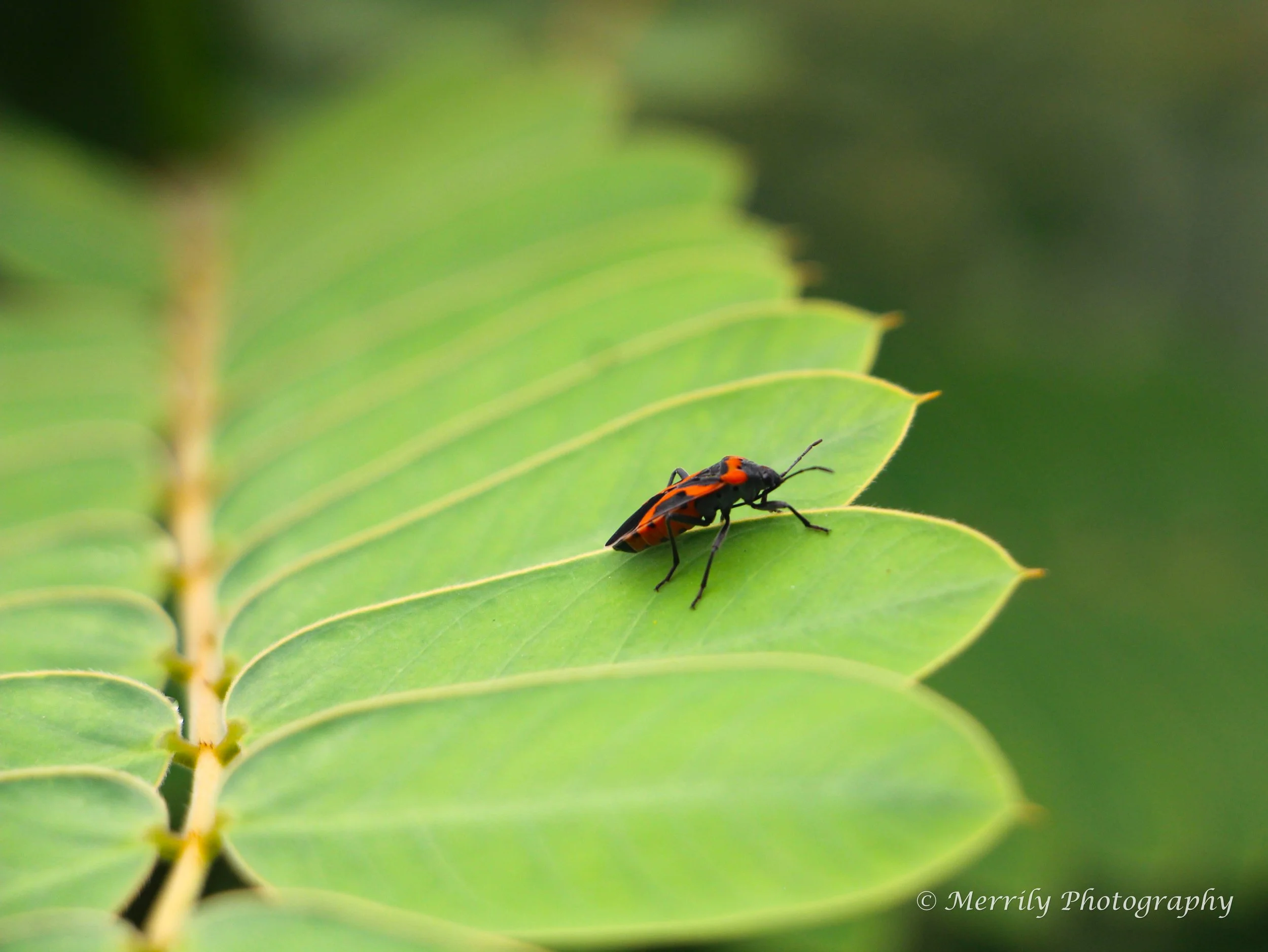 Milkweed Bug 2.jpg