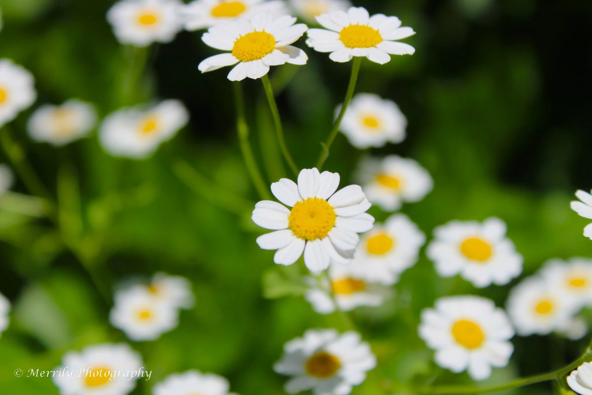 chamomile.jpg