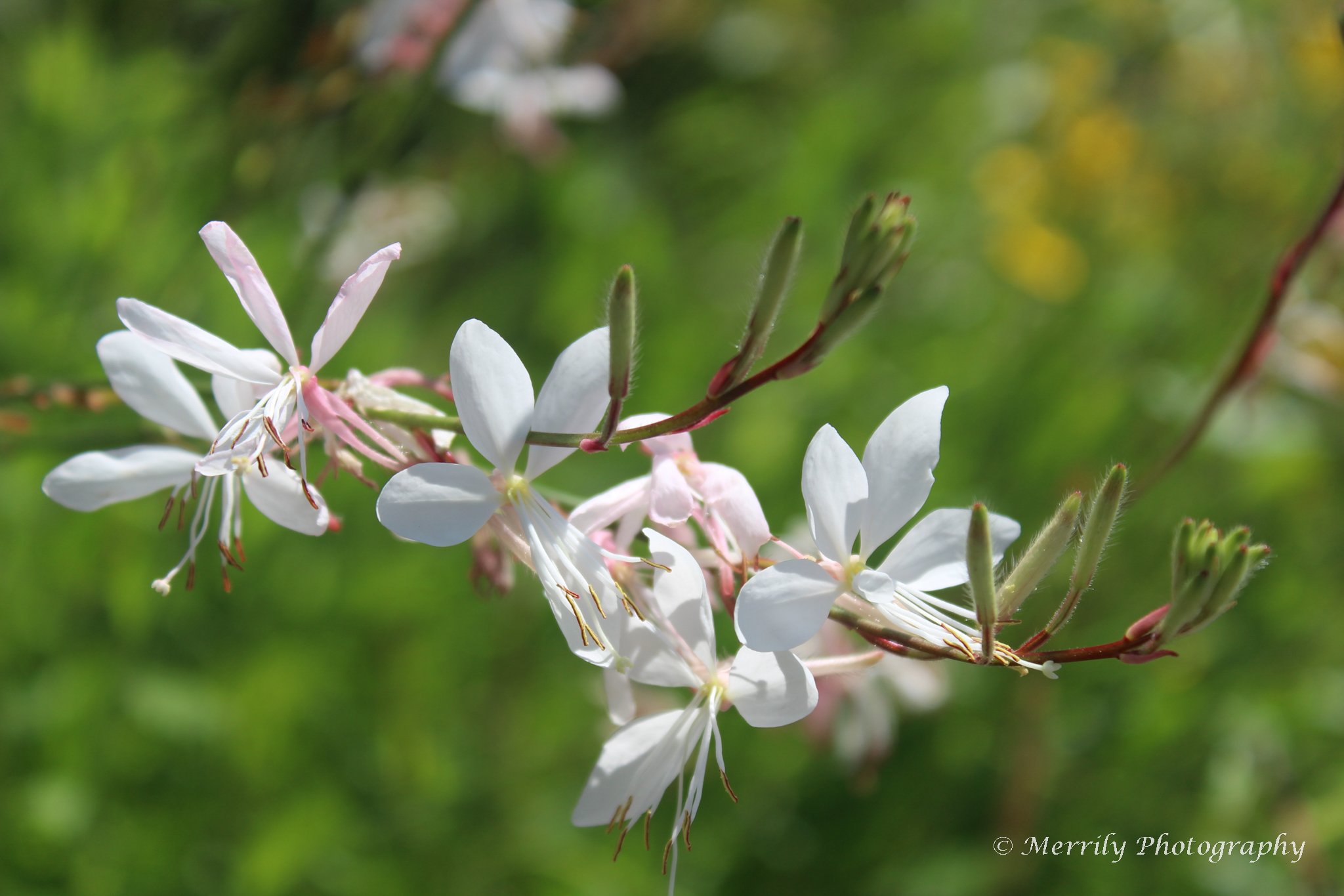 Gaura lindheimeri 'Whirling Butterflies'.jpg
