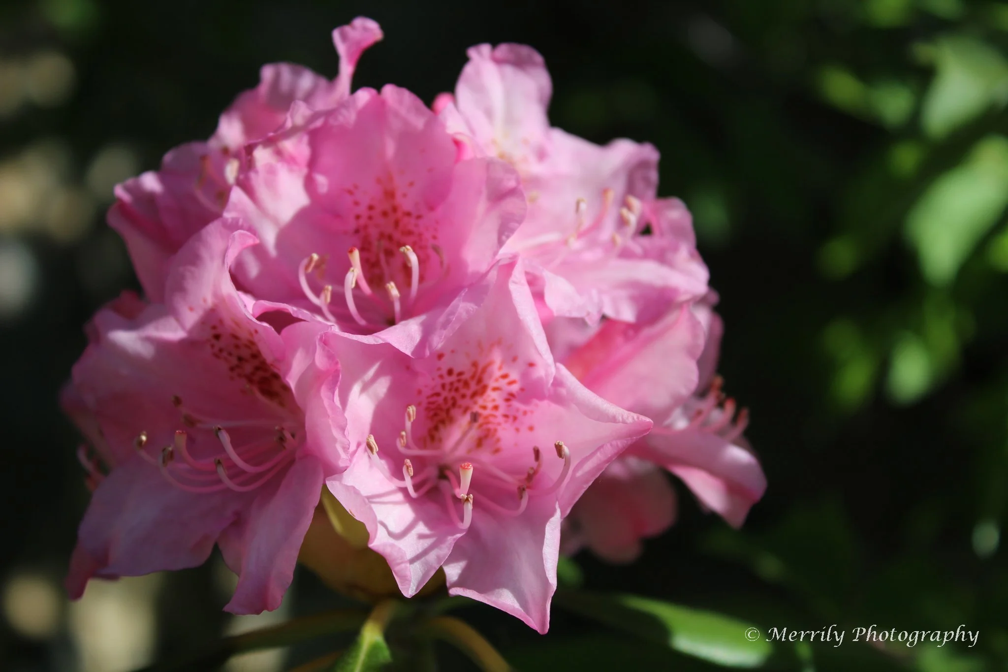 Pink Rhododendron.jpg