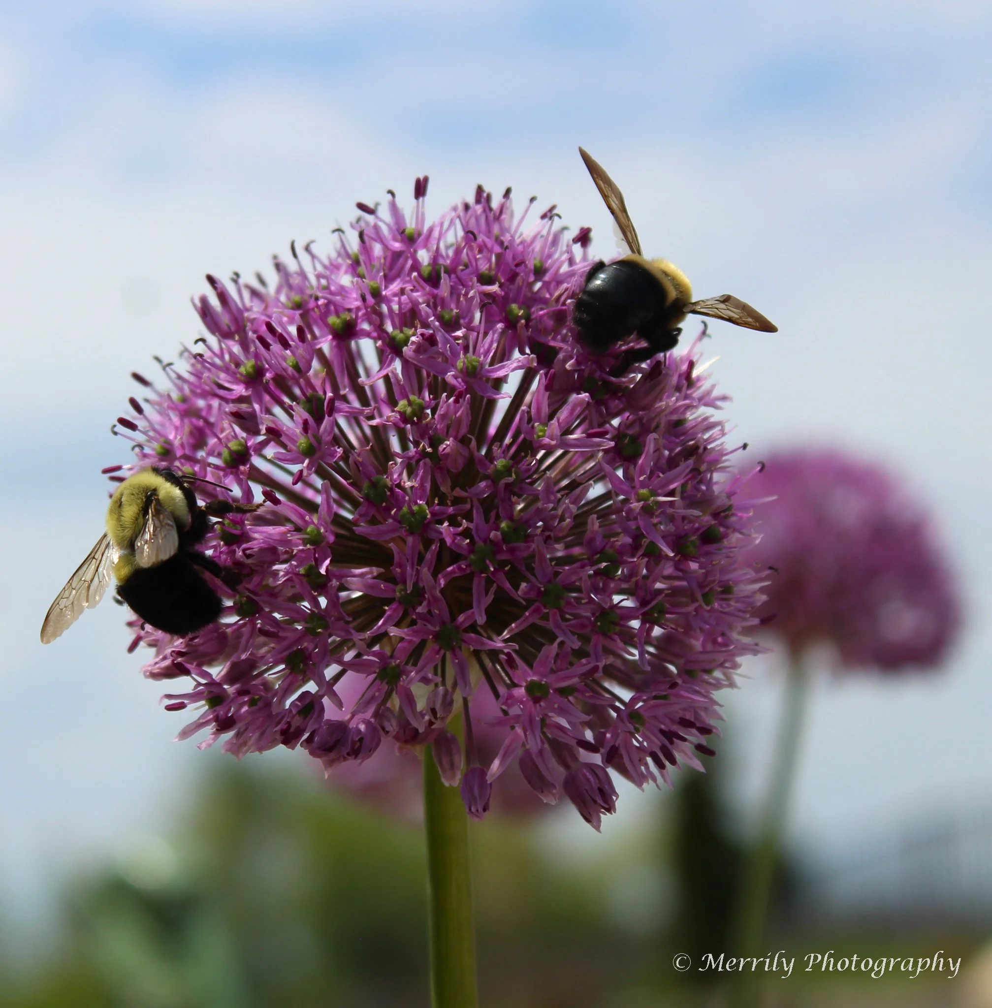 A close-up of a purple Allium flower with two bumblebees collecting nectar. The background is a blurred sky and foliage.