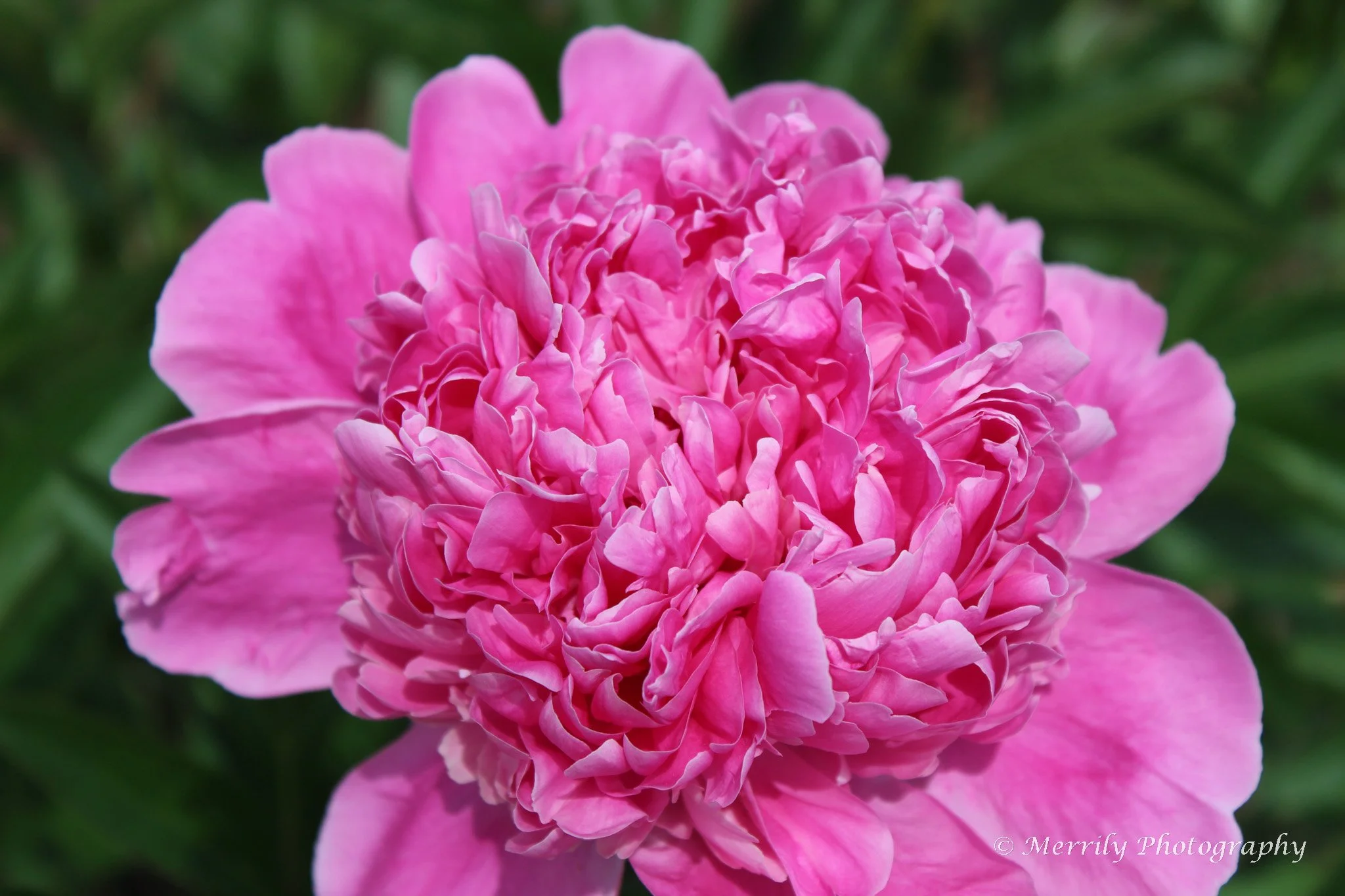 Close-up of a large pink peony flower with ruffled petals, blurred green background.