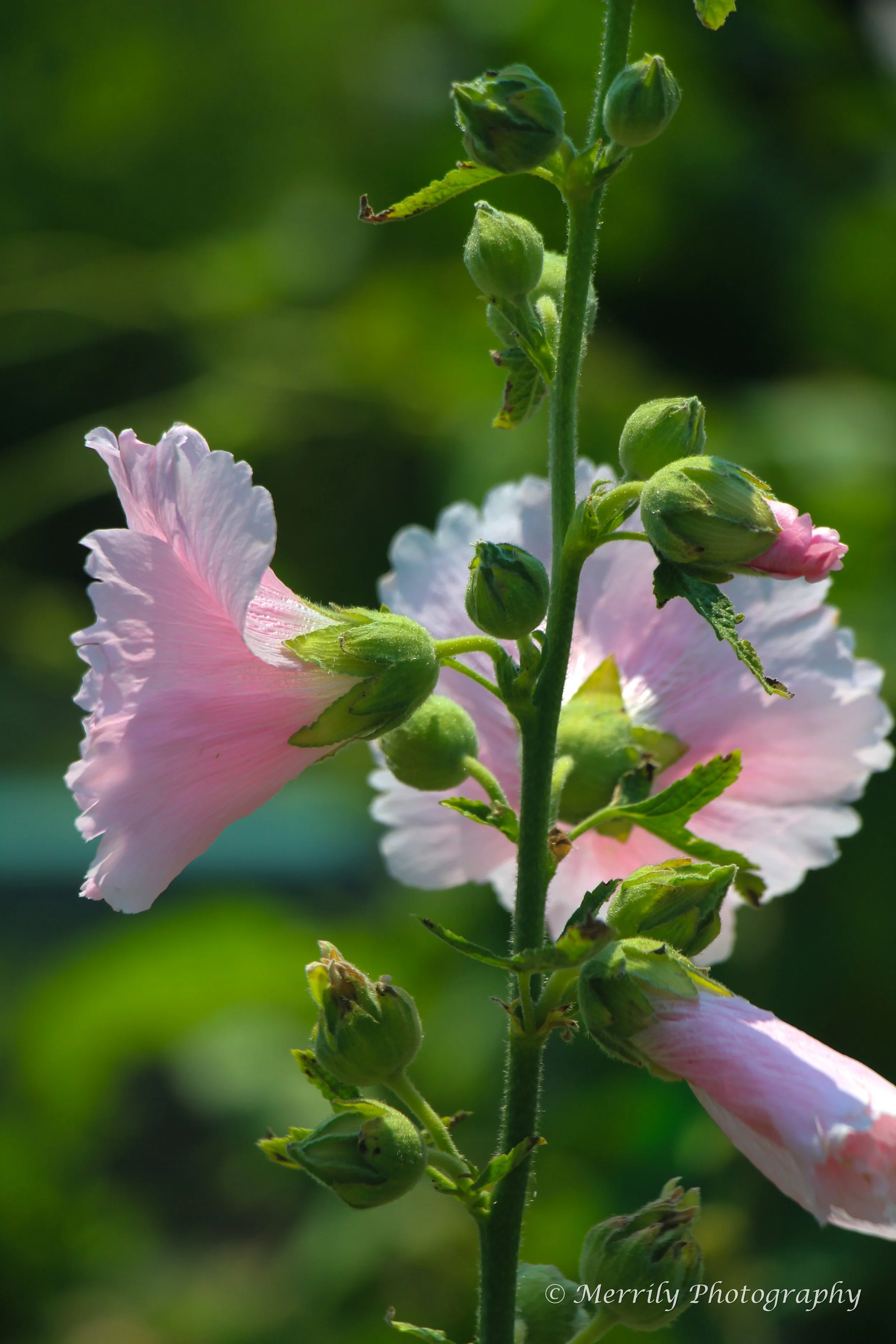 Hollyhock 6.jpg