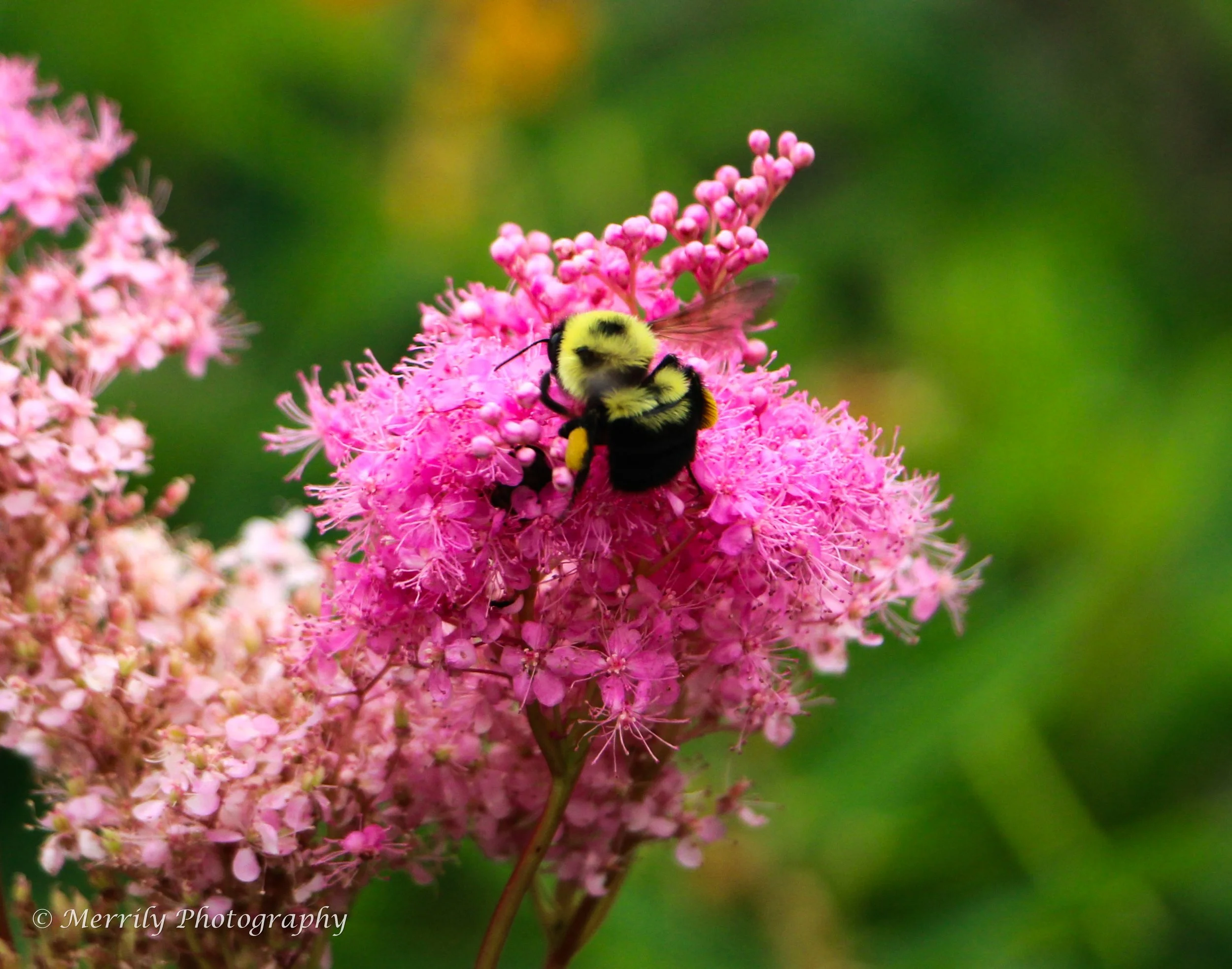 Swamp Milkweed with bee 1.jpg