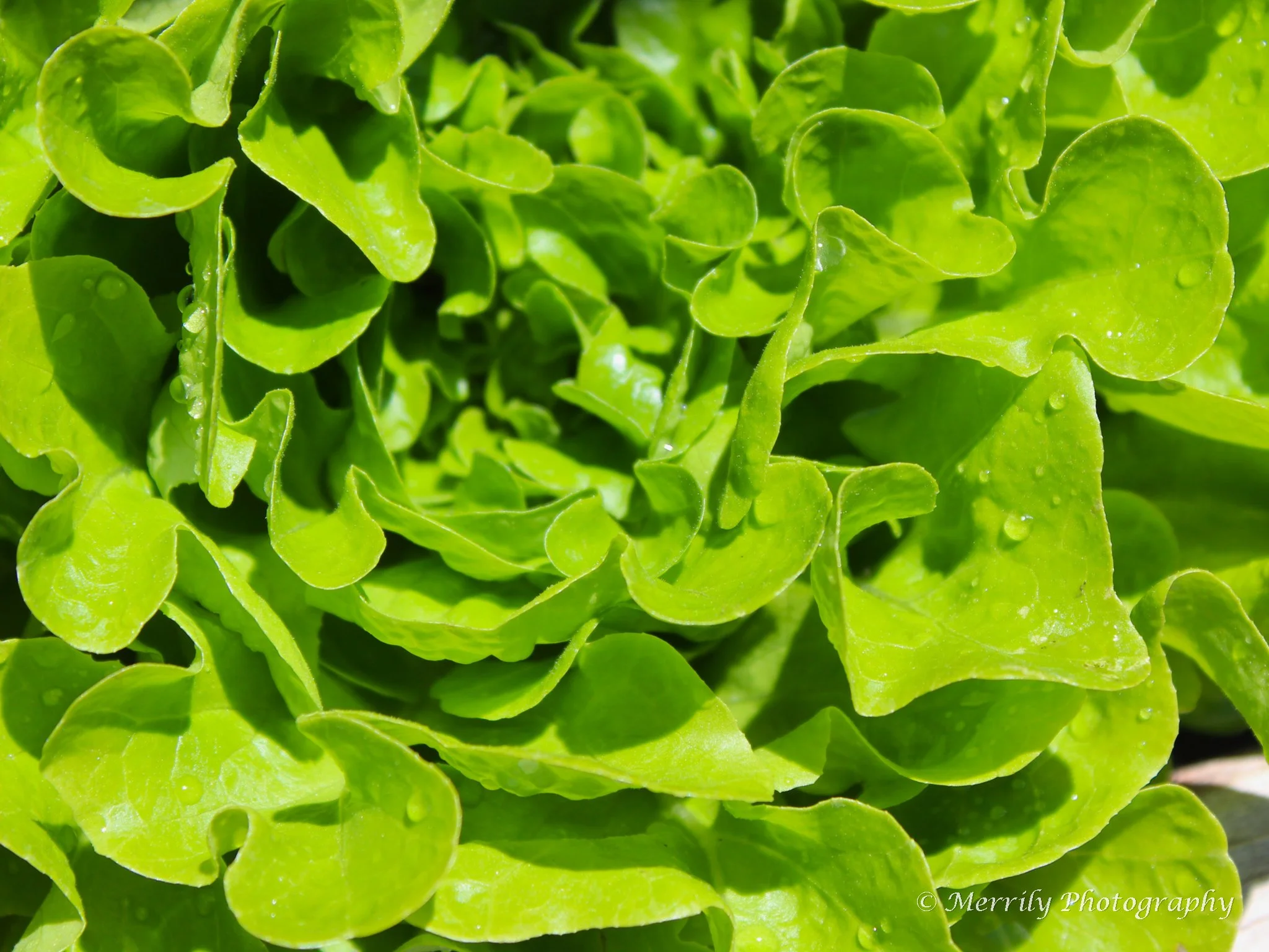 Leafy greens.jpg