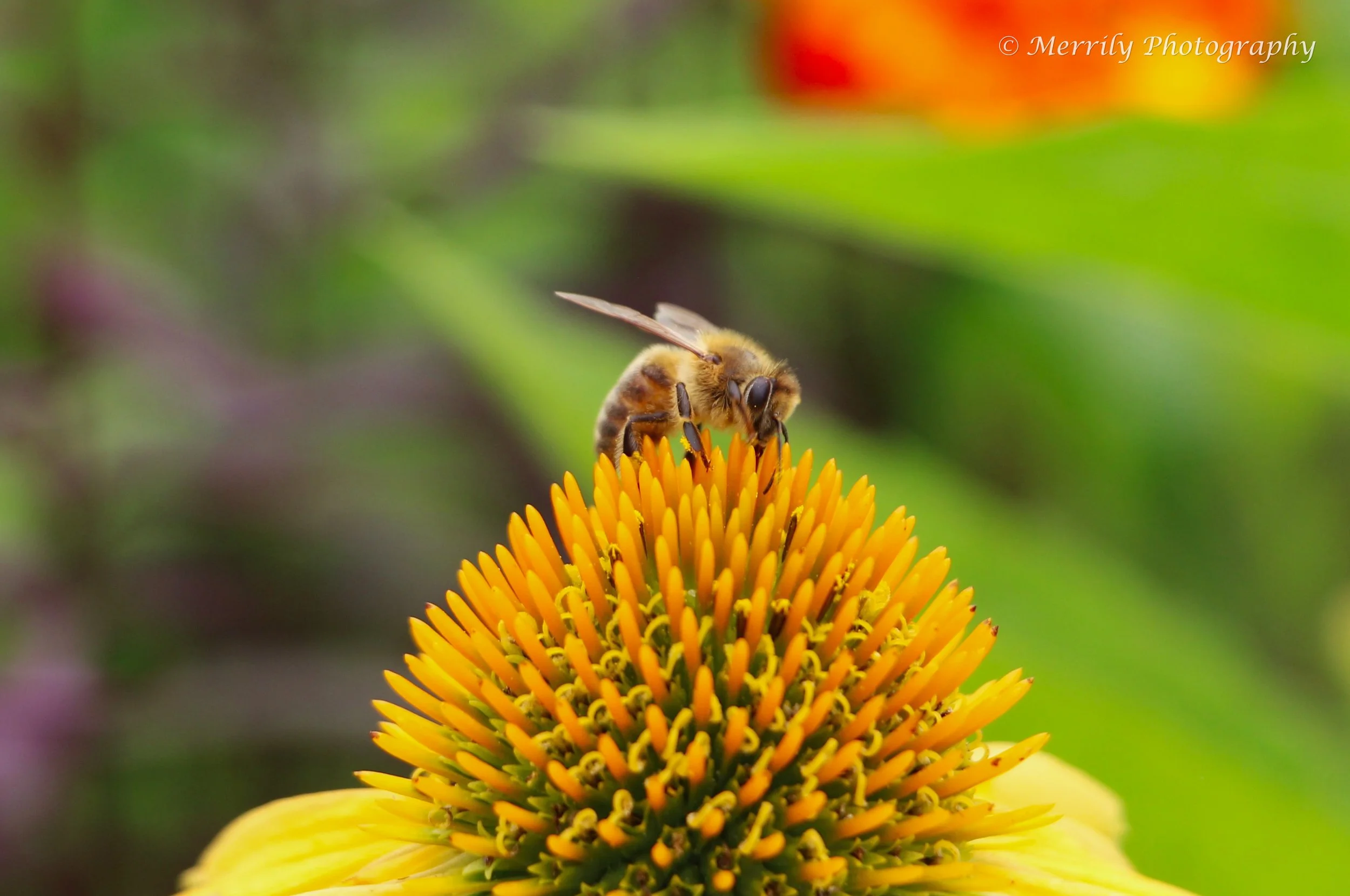 Coneflower yellow with bee 3.jpg
