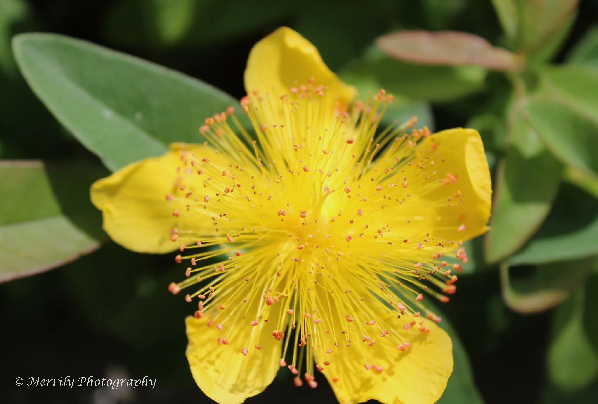 St Johns Wort bloomed.jpg