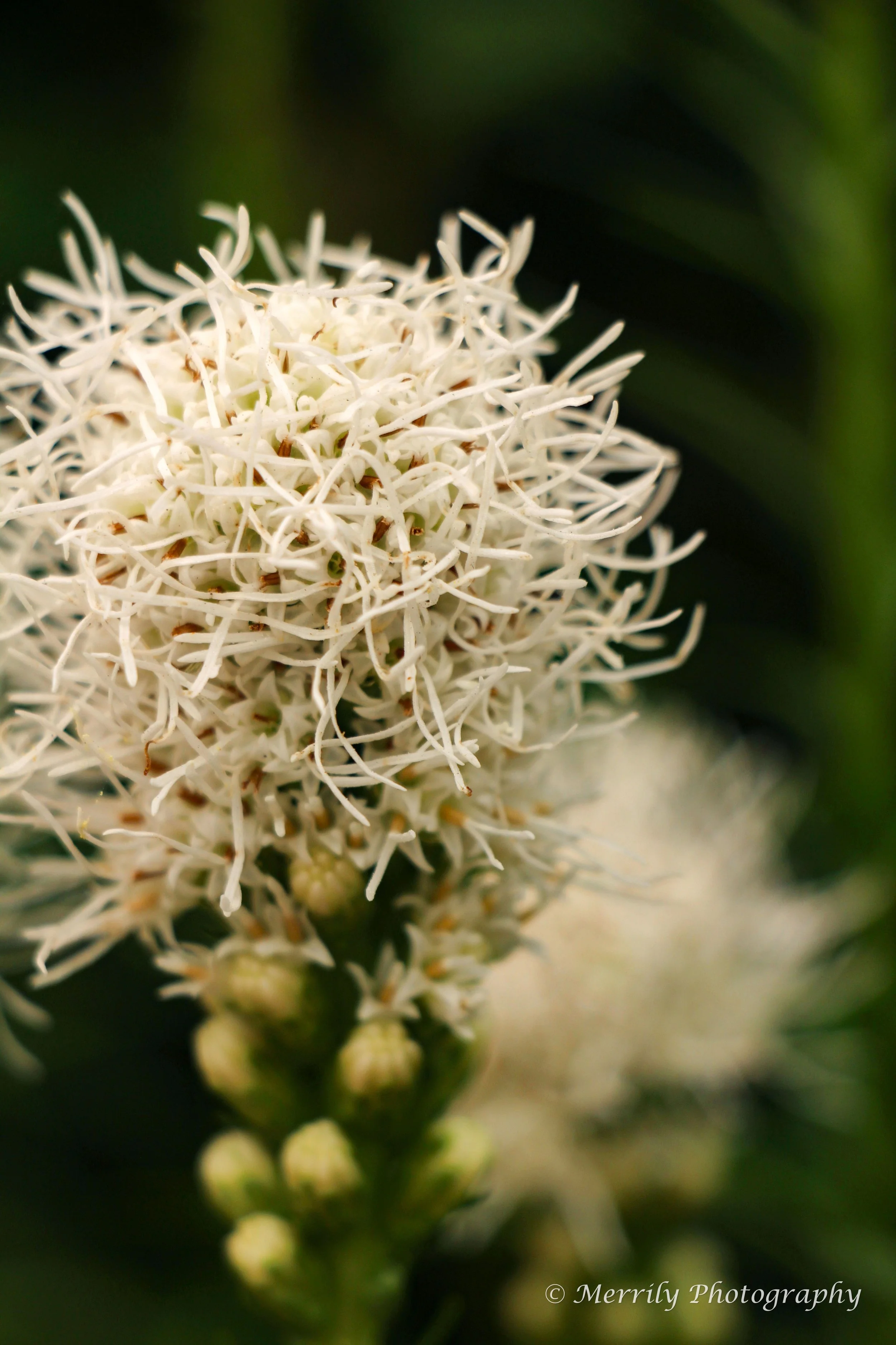 White Liatris Spicata print
