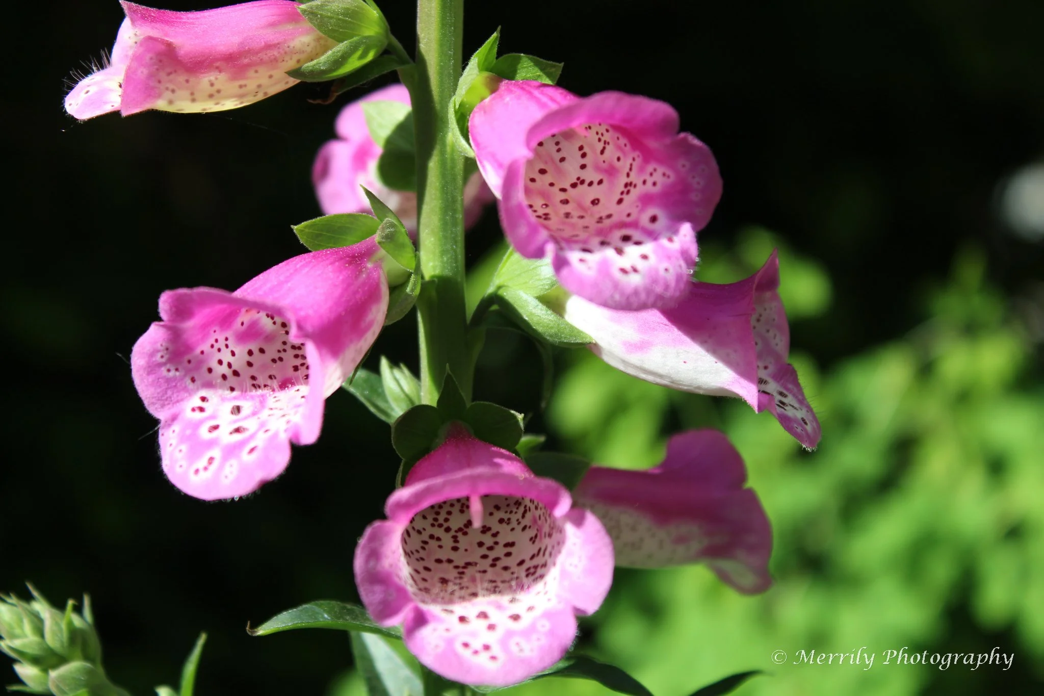 Close-up of pink and white foxglove flowers with spotted patterns on petals against a dark background.