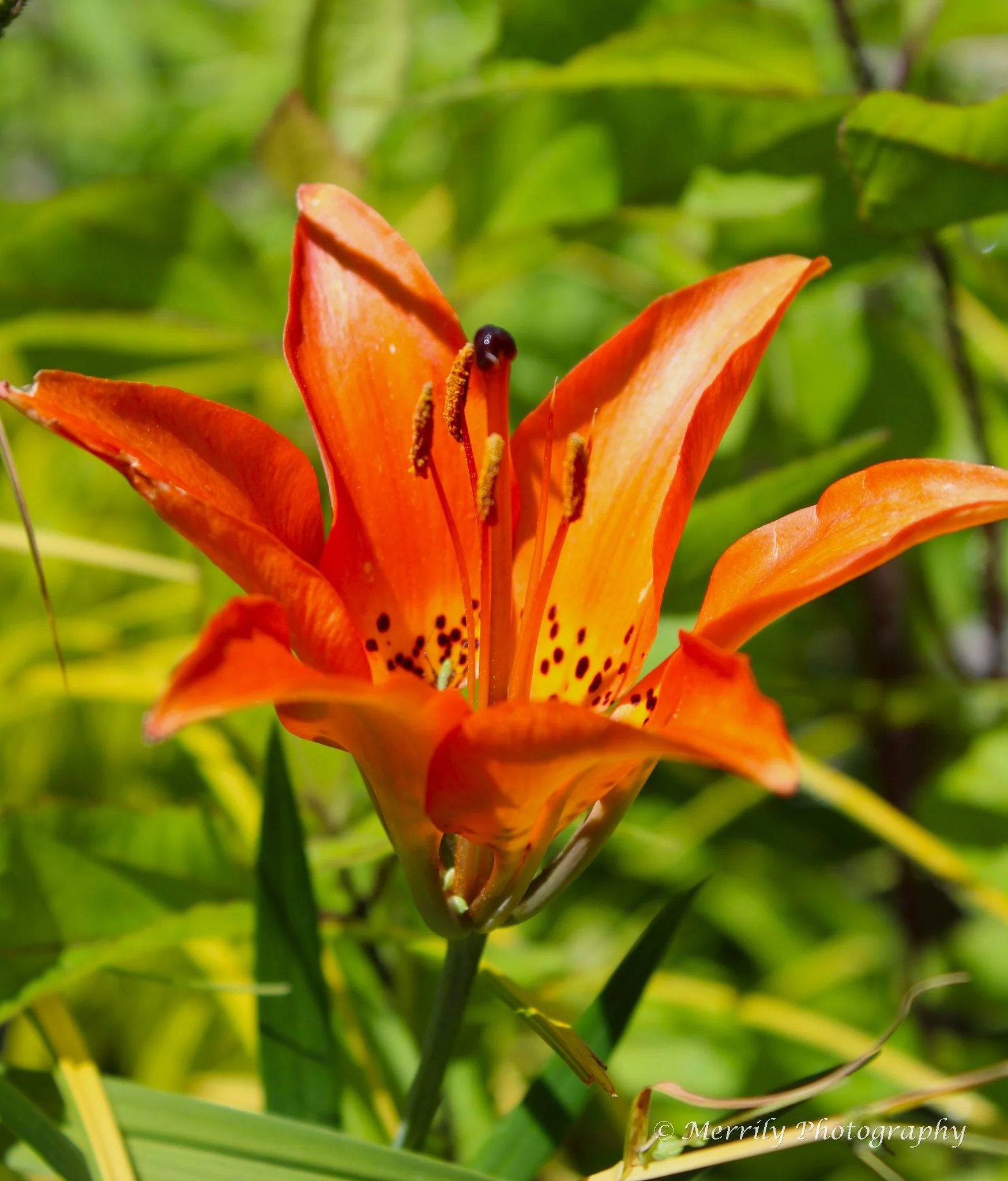 Orange Daylily open.jpg