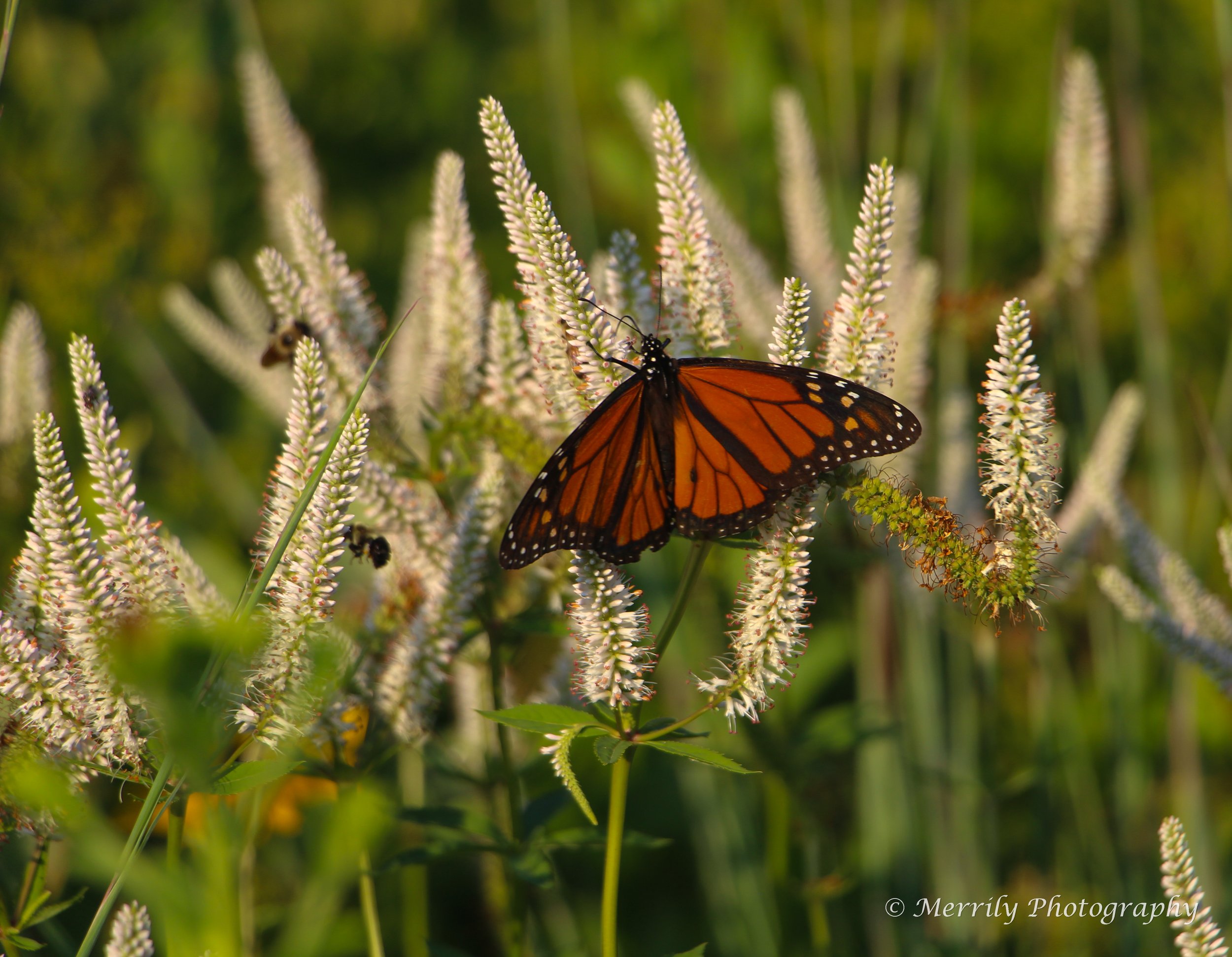 Monarch on Veronicastrum virginicum 3-2.jpg