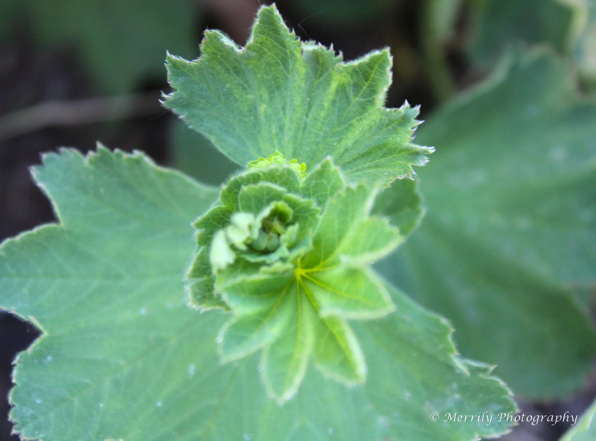 Close-up of green grapevine leaves with jagged edges and visible veins, one leaf at the center with a smaller leaf and budding grape cluster below it.