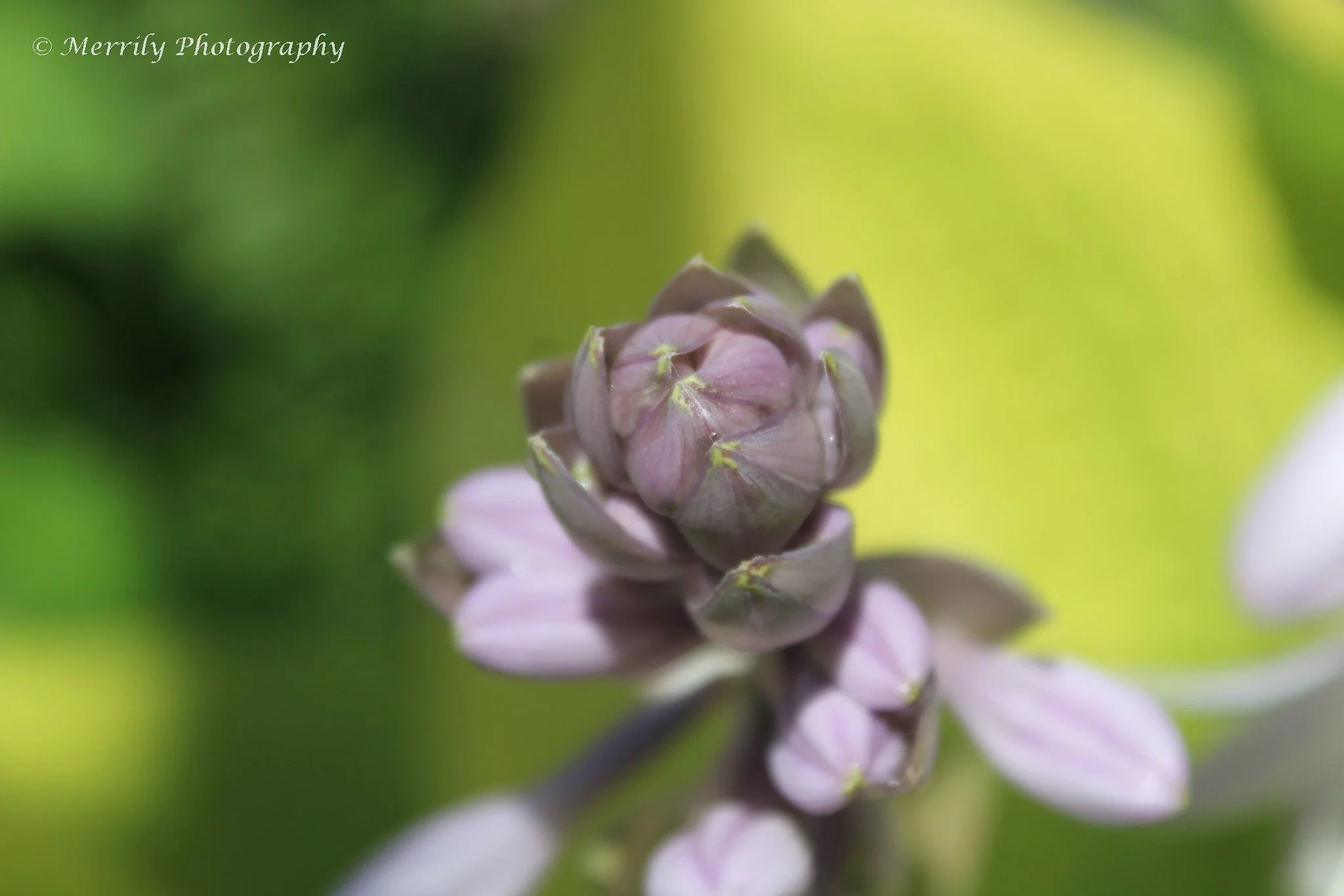 Hosta flower 6 close up.jpg