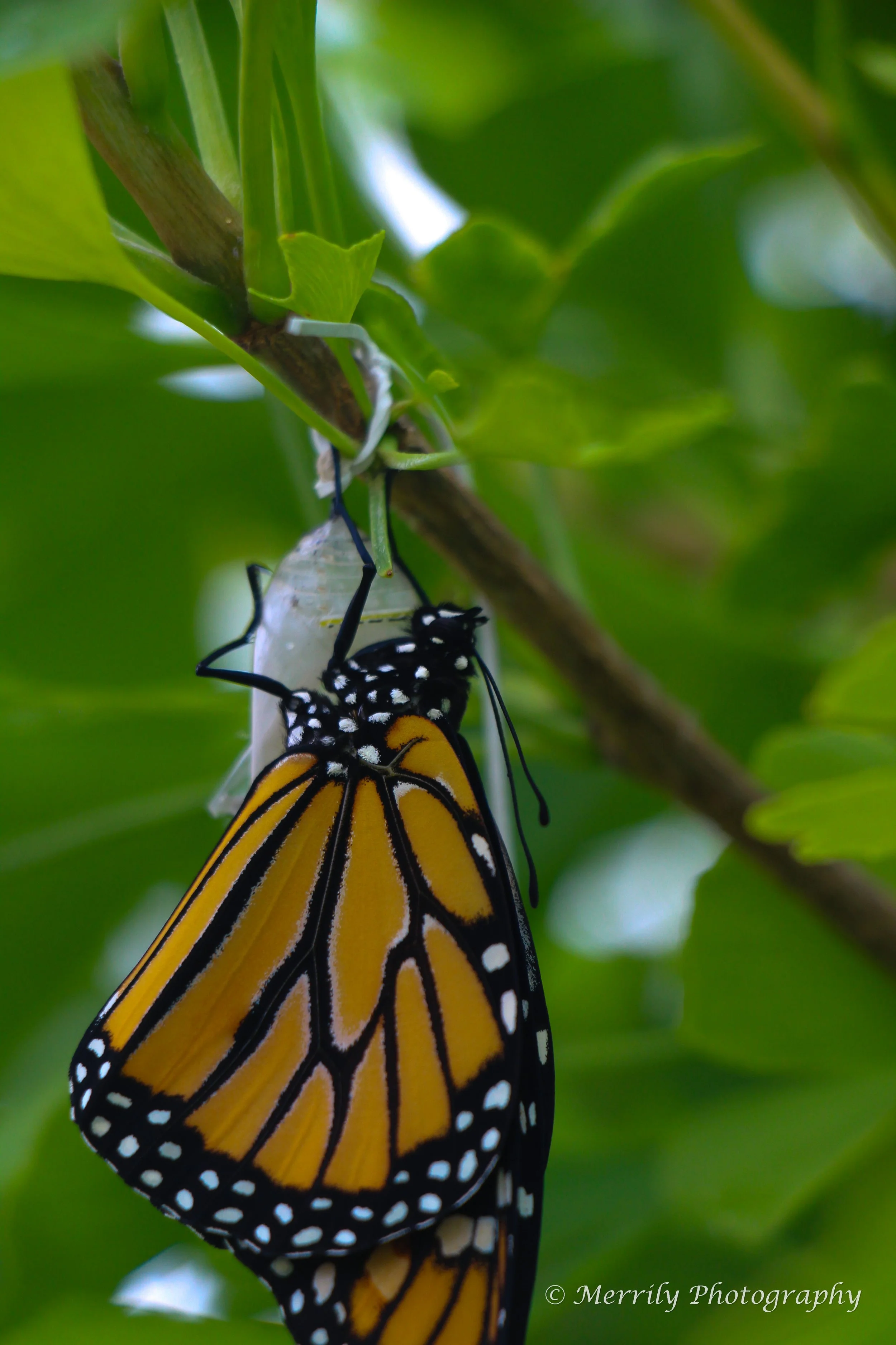 Monarch emerging close up 2.jpg