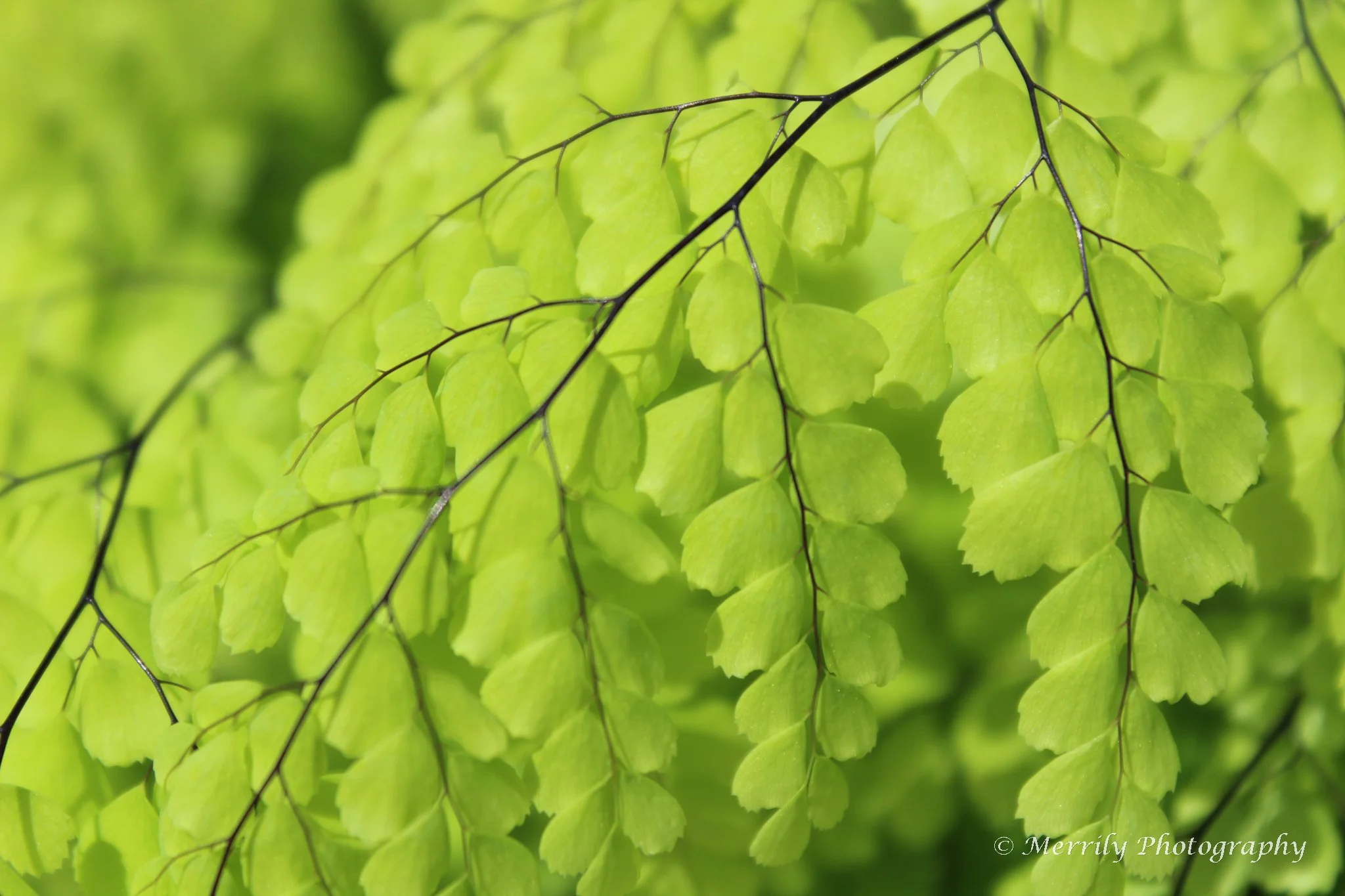 Maidenhair fern.jpg