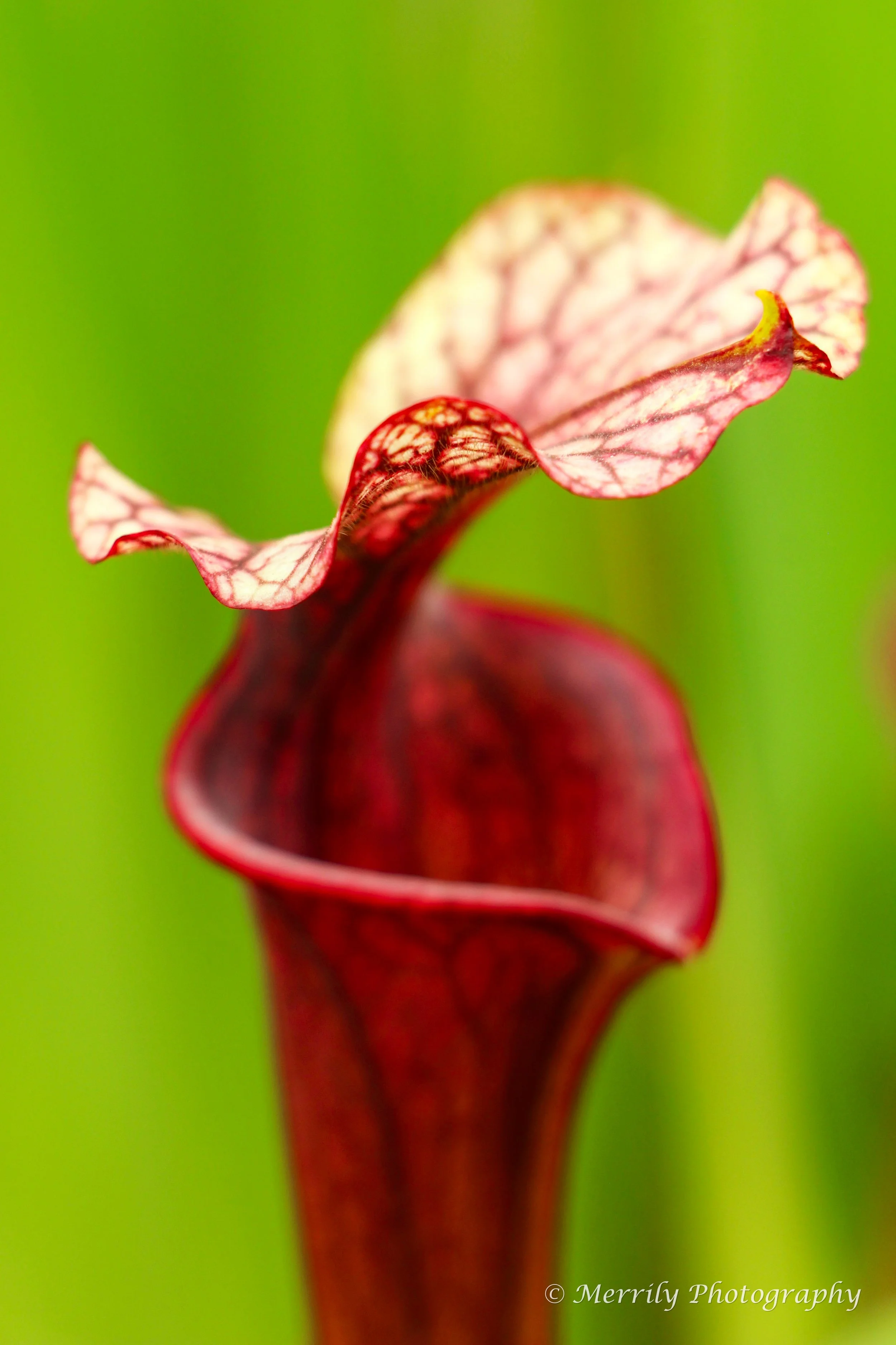 Sarracenia 2.jpg