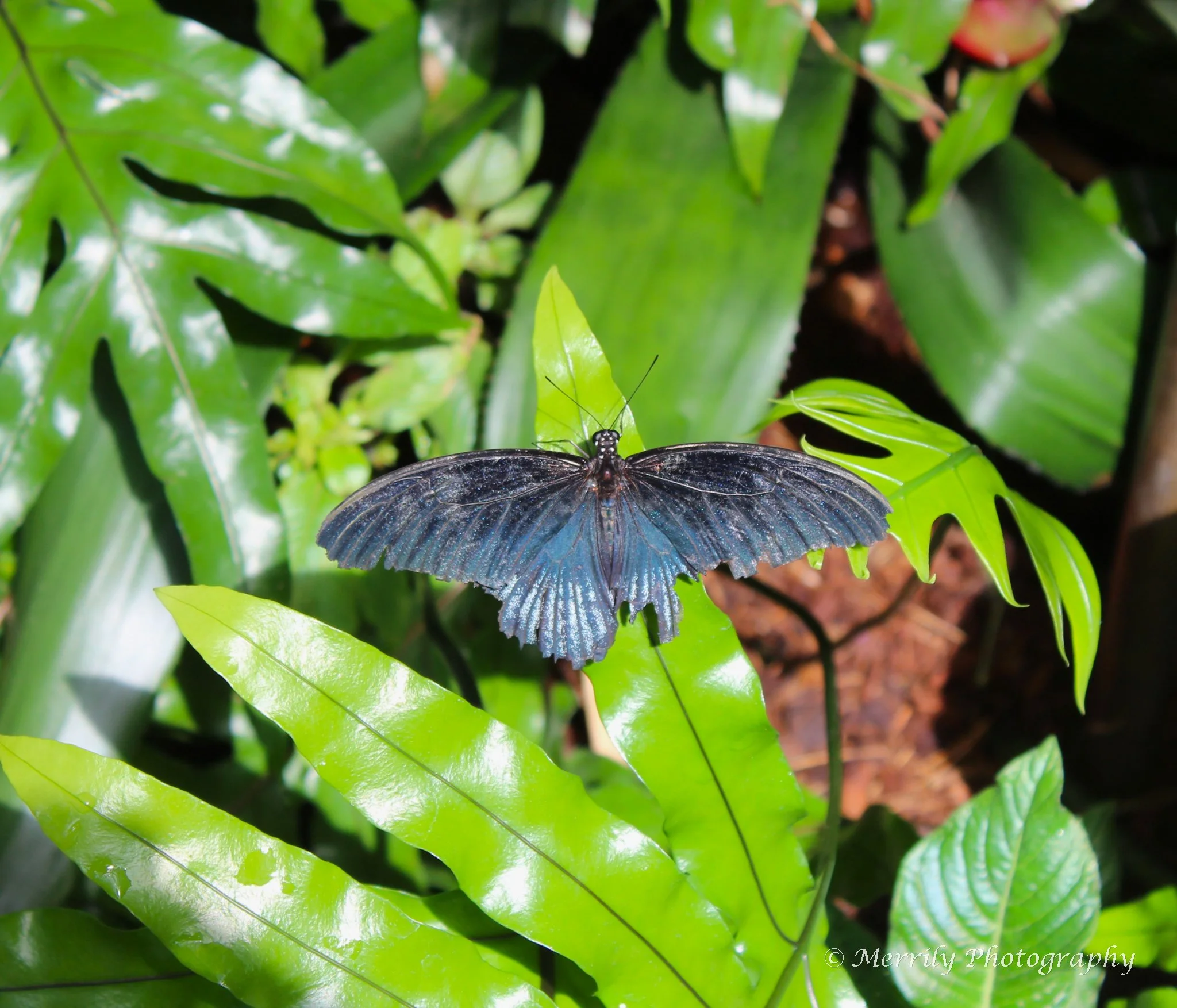 A black butterfly with blue markings on its wings perched on a green leaf surrounded by rich green foliage.