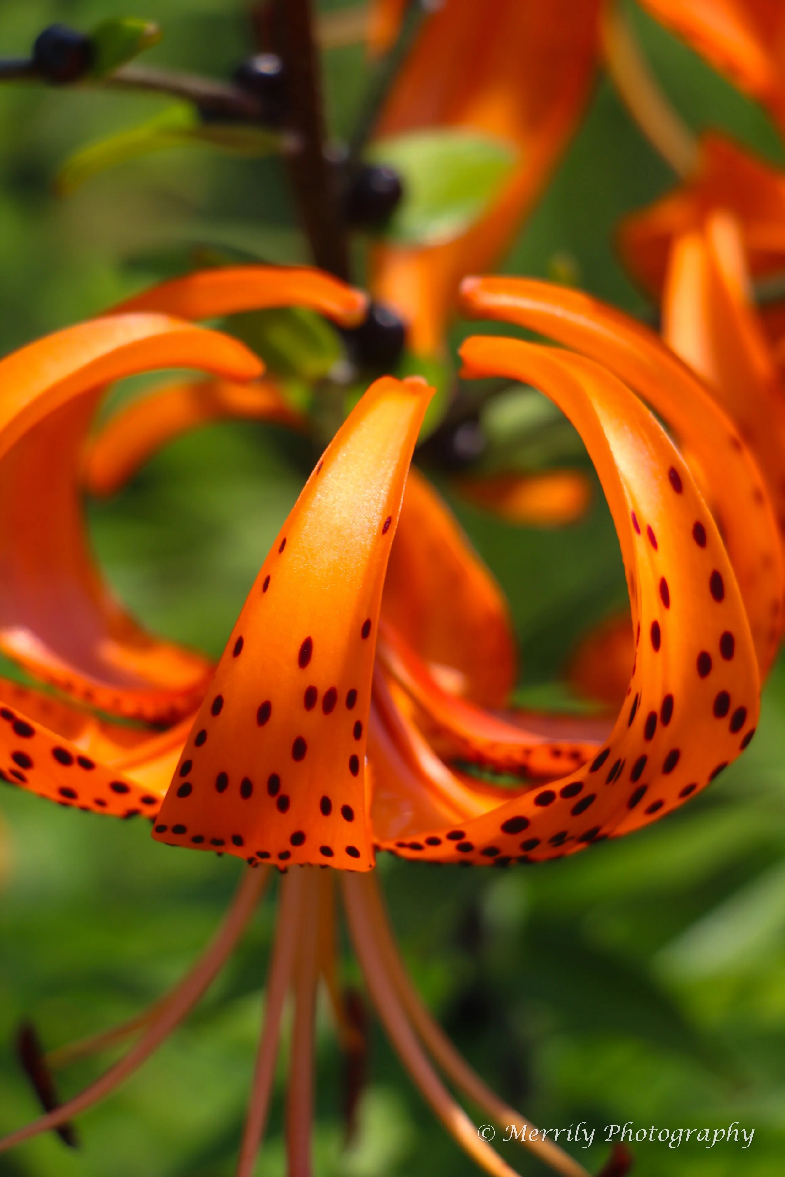 Tiger Lily 2.jpg