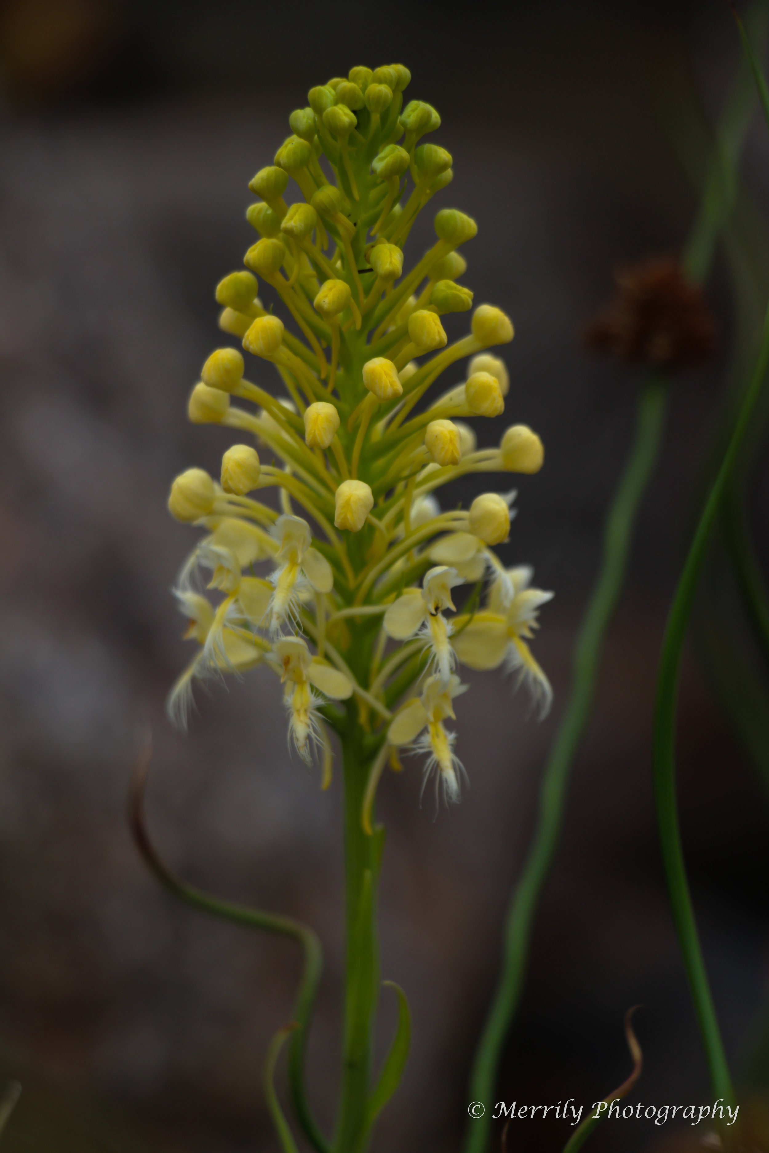 White Fringed Orchid 2.jpg