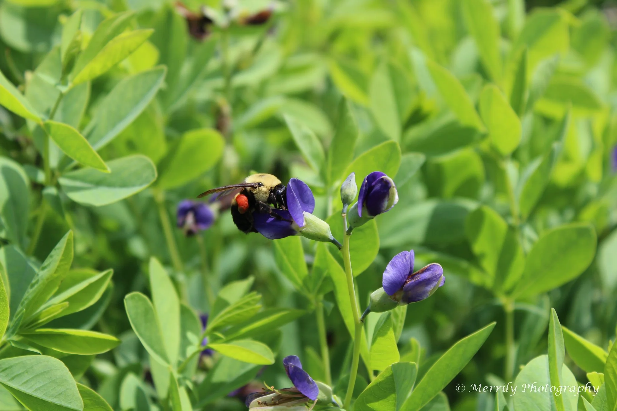 Bee on Baptisa.jpg