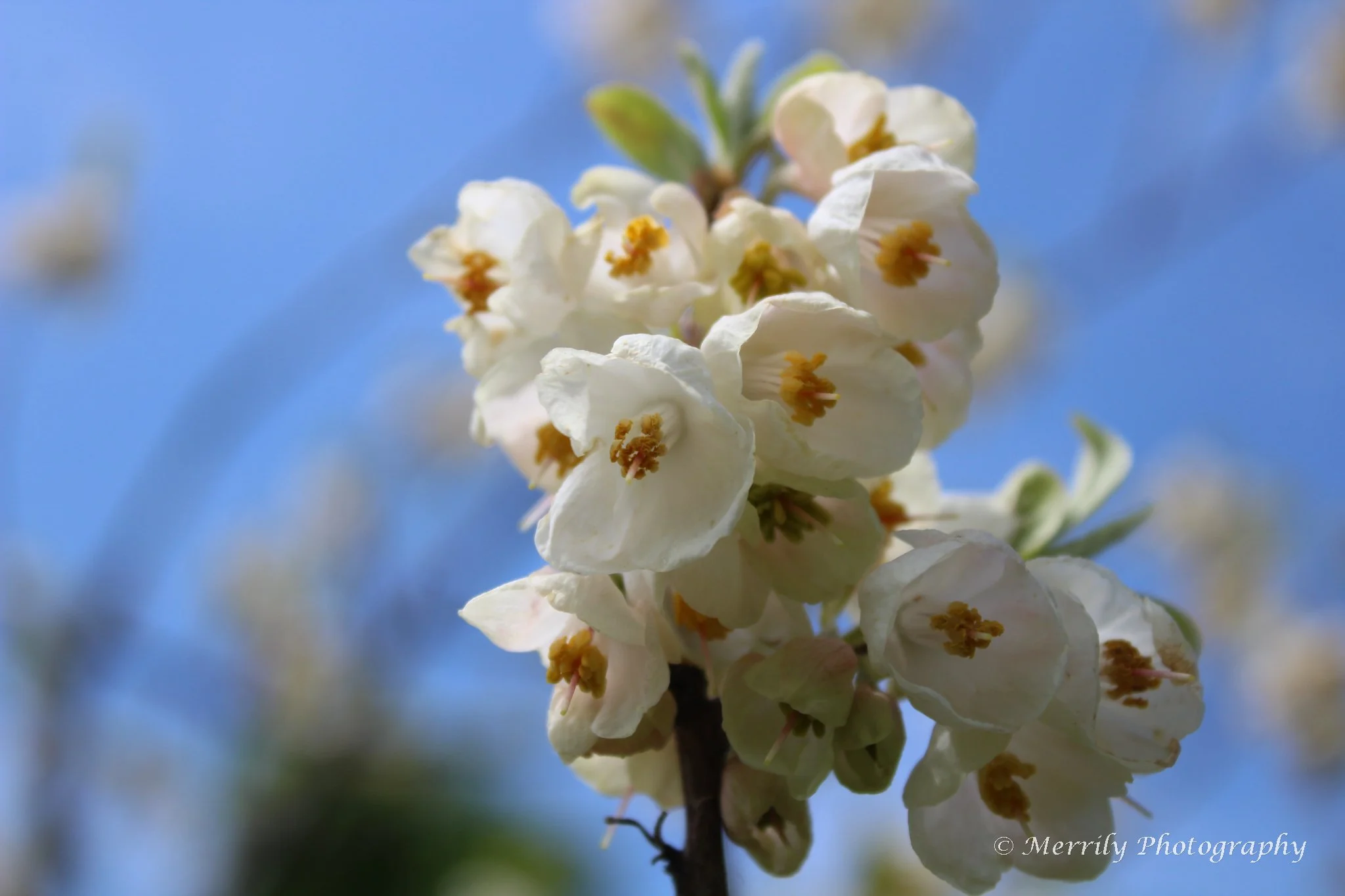 Close-up of a cluster of white blossoms with yellow stamens on a branch against a blue sky background.
