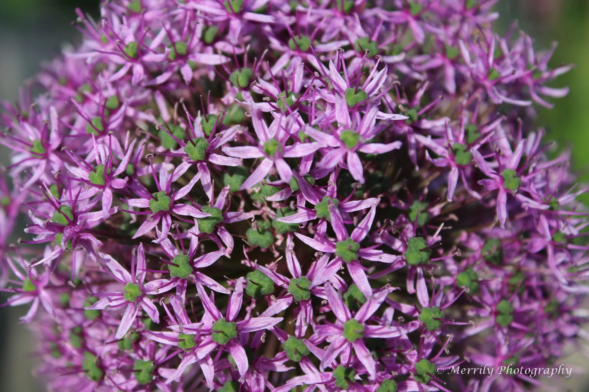 Close-up of a purple allium flower with numerous small star-shaped petals and green centers.