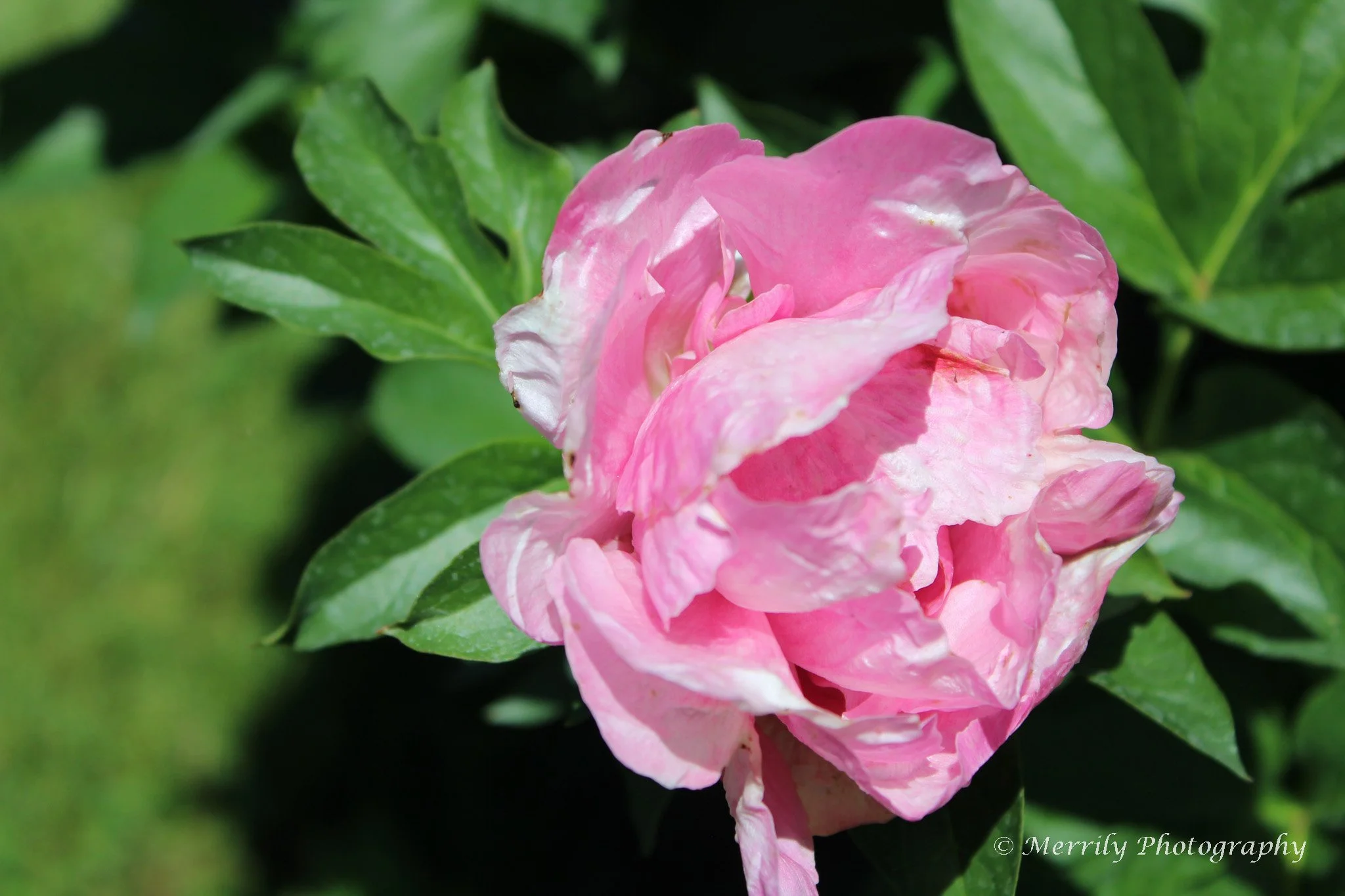 Pink Peony Paeonia lactiflora.jpg