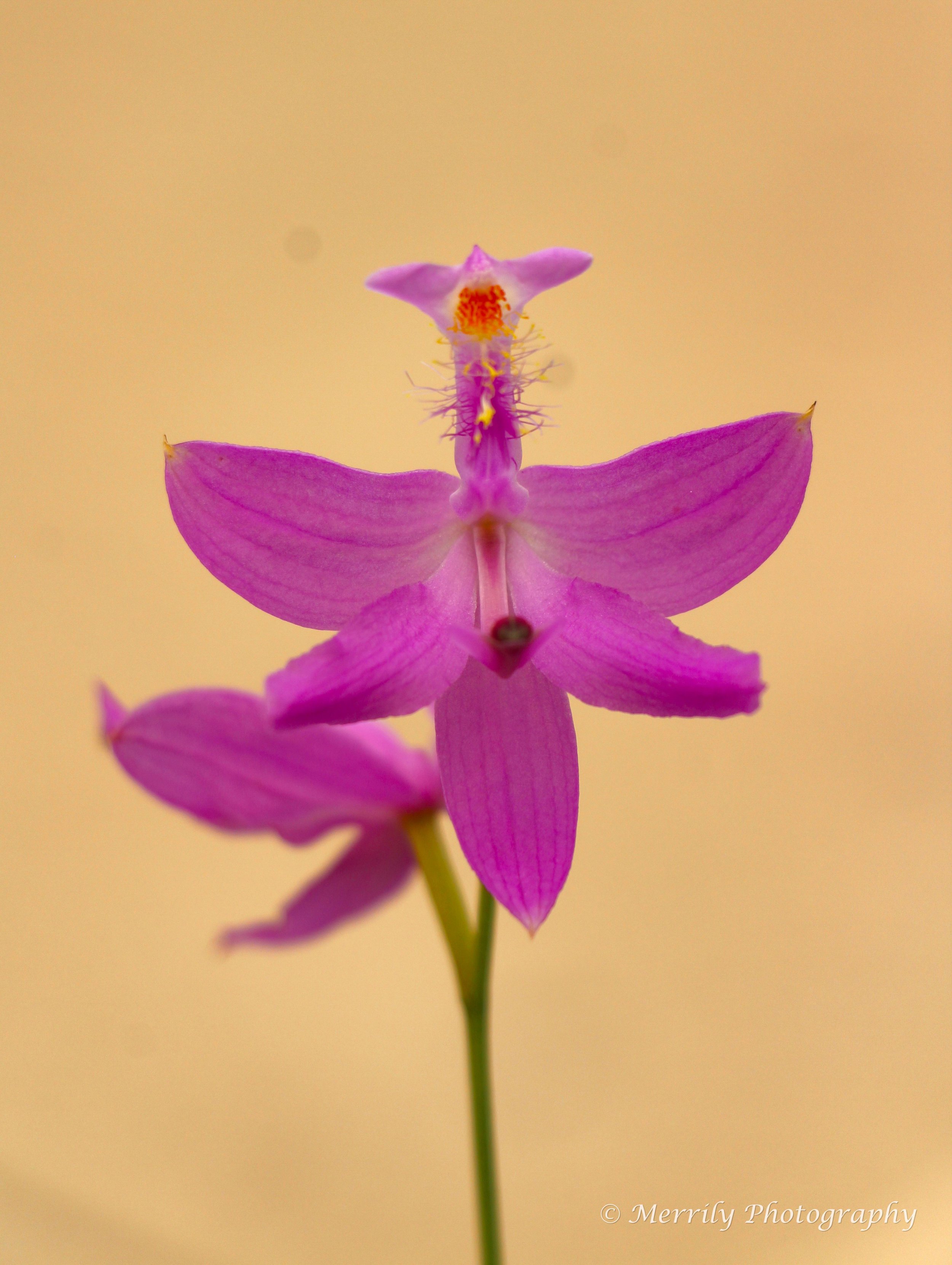 Orchid - grass pink orchid.jpg