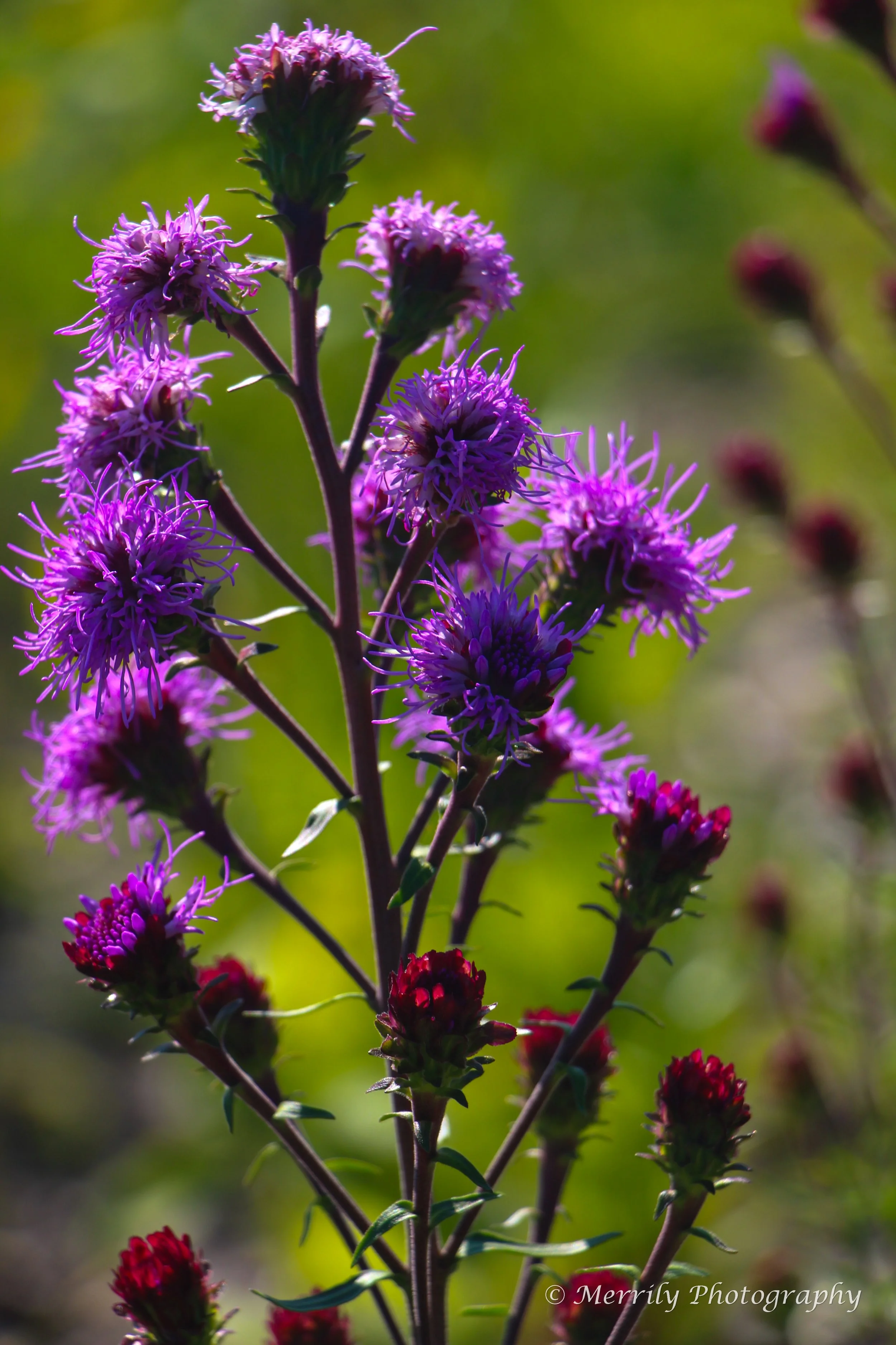 bull thistle (Cirsium vulgare) 2.jpg