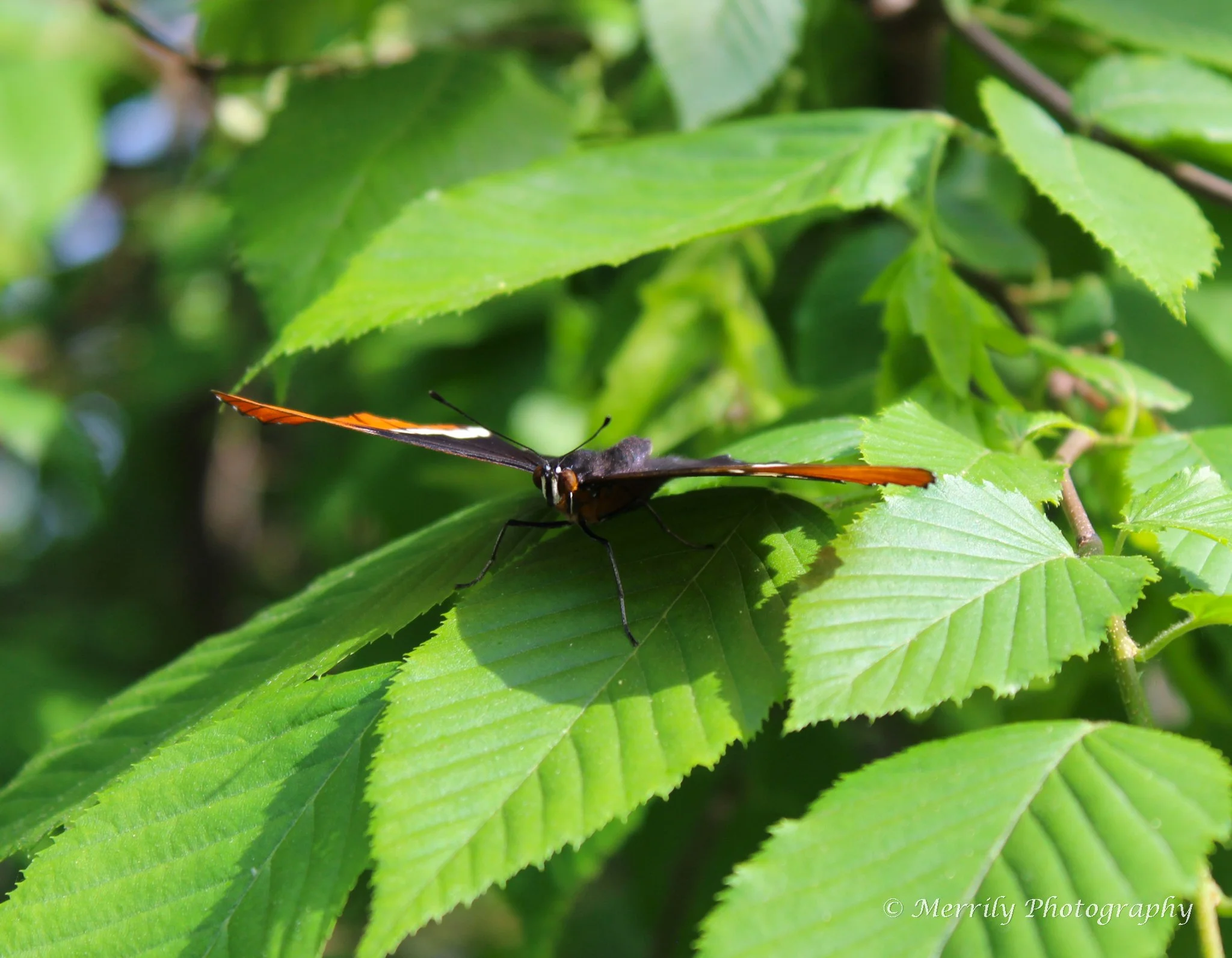 A butterfly with orange and black wings perched on a green leaf amidst lush green foliage.