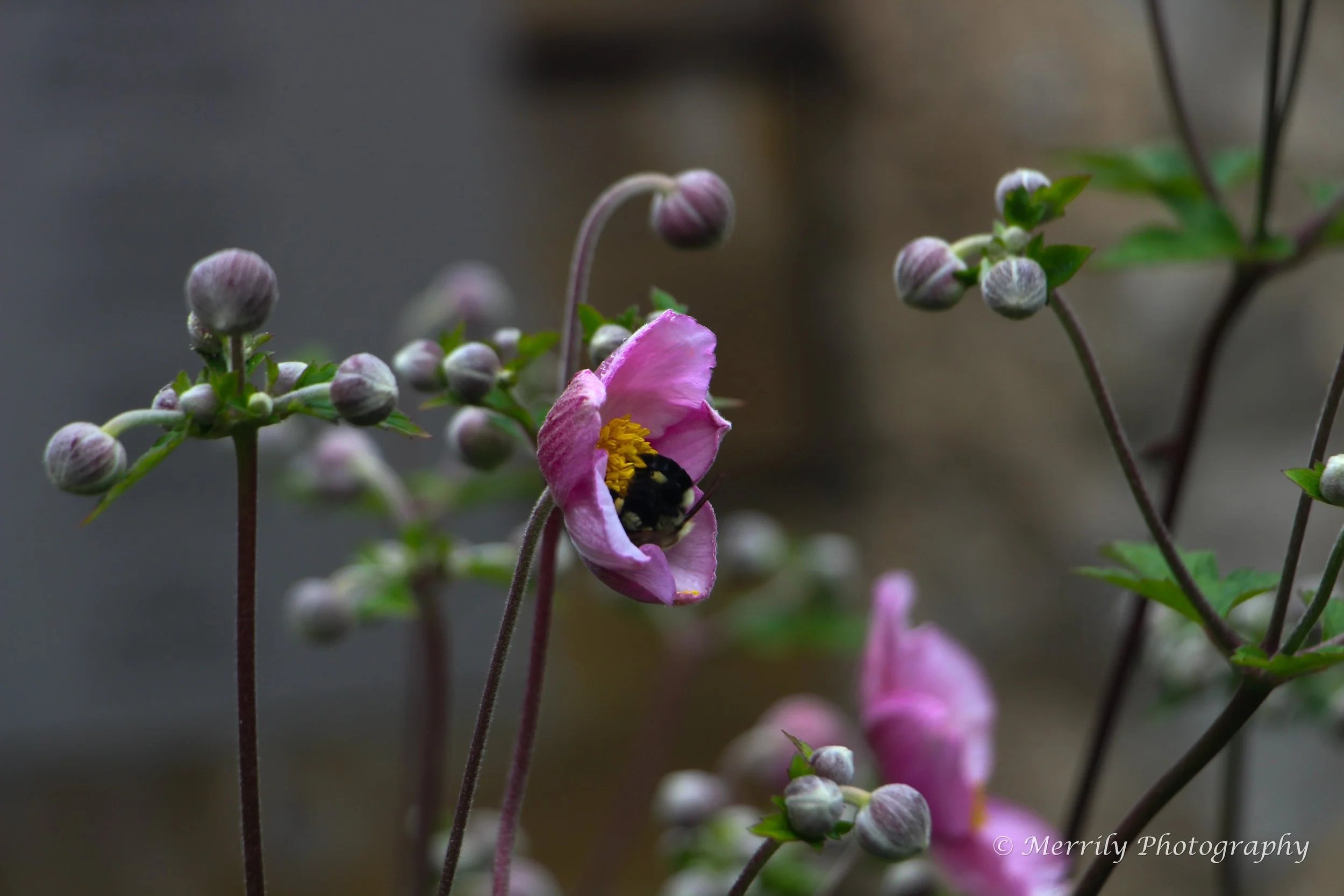 Japanese anemone with bee 1.jpg