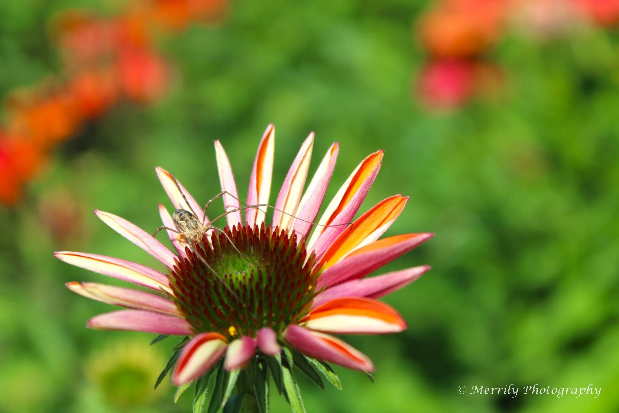 Coneflower varigated with spider 2.jpg