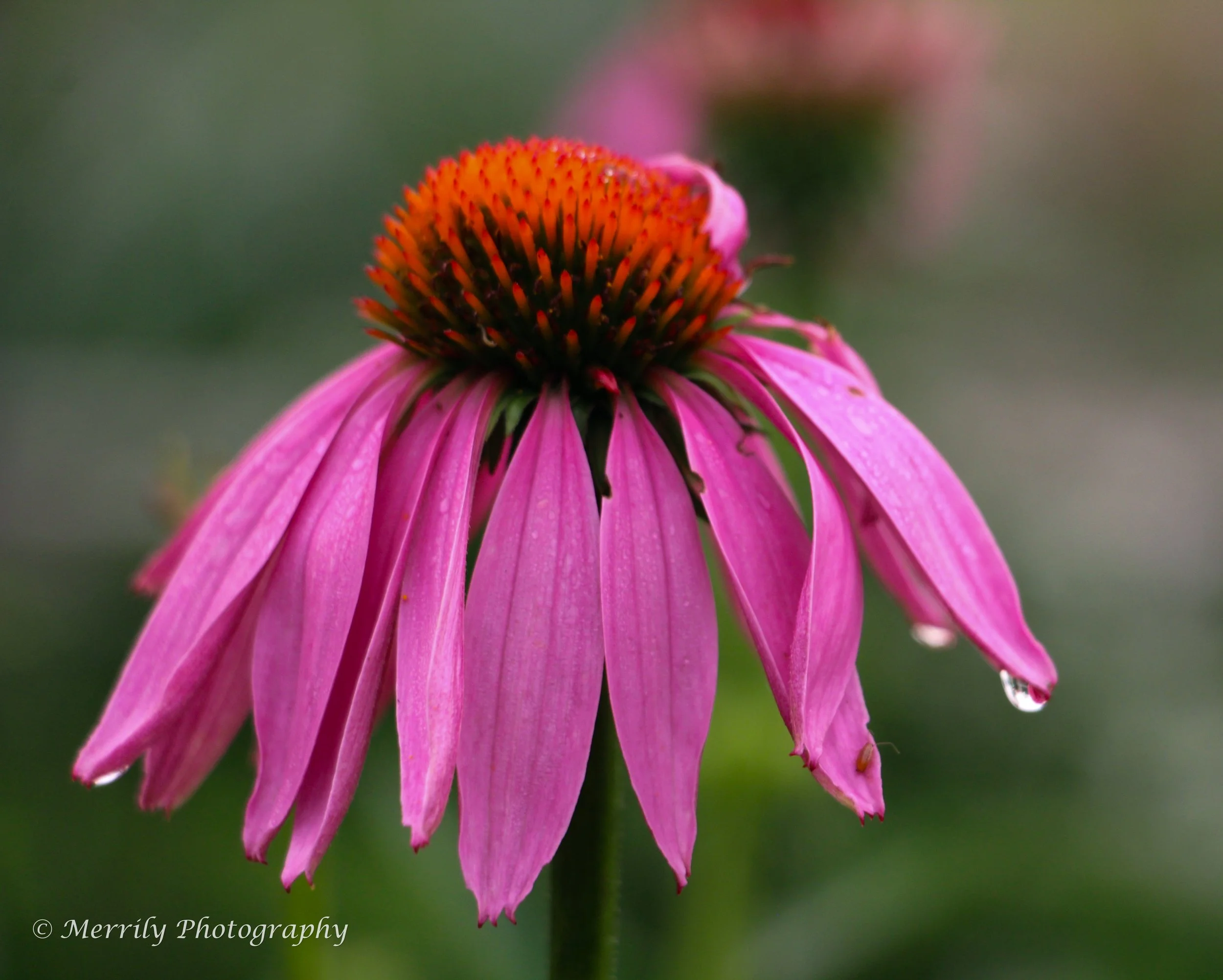 Coneflower pink with water droplet close up.jpg