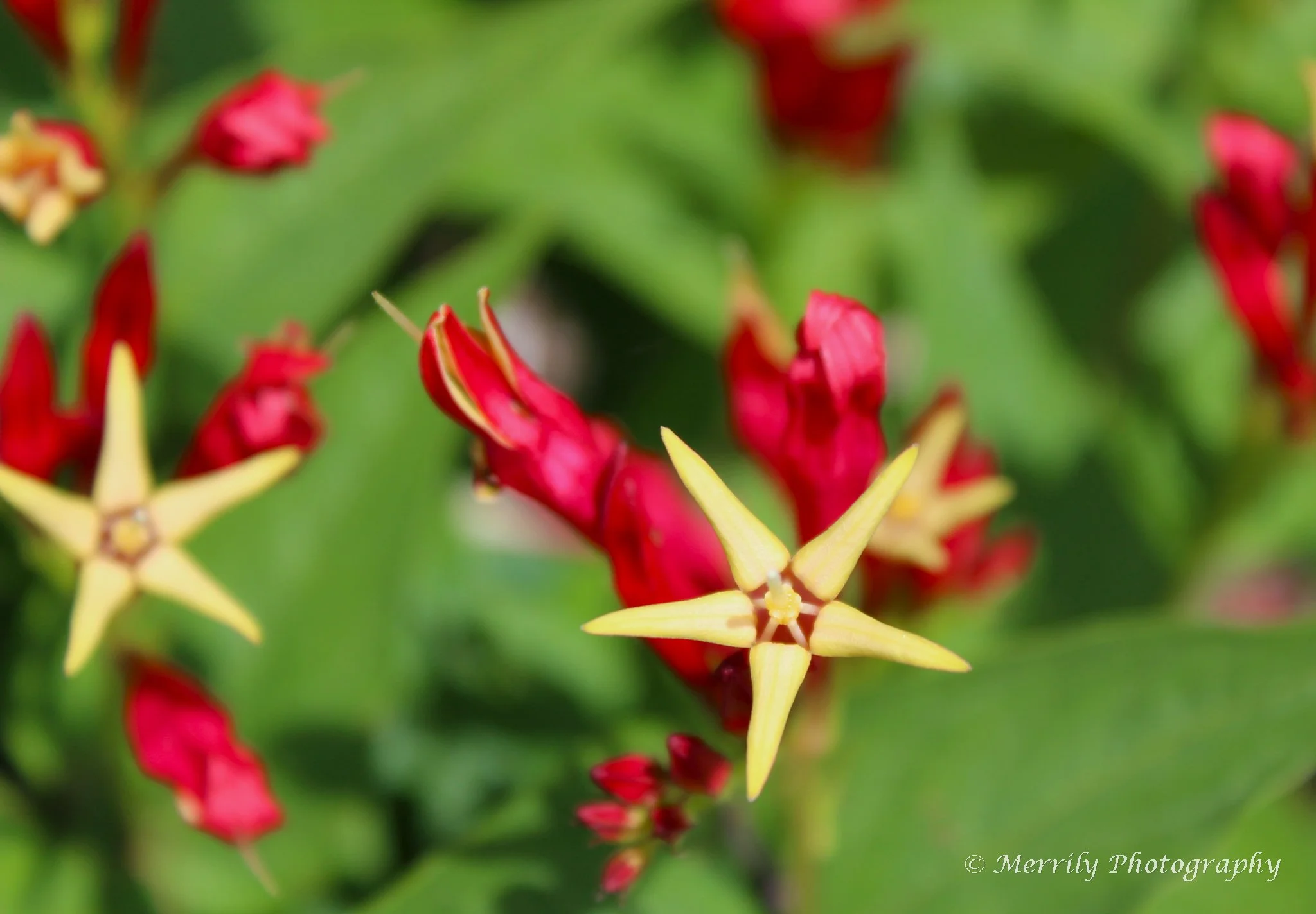 Indian Pink close up.jpg
