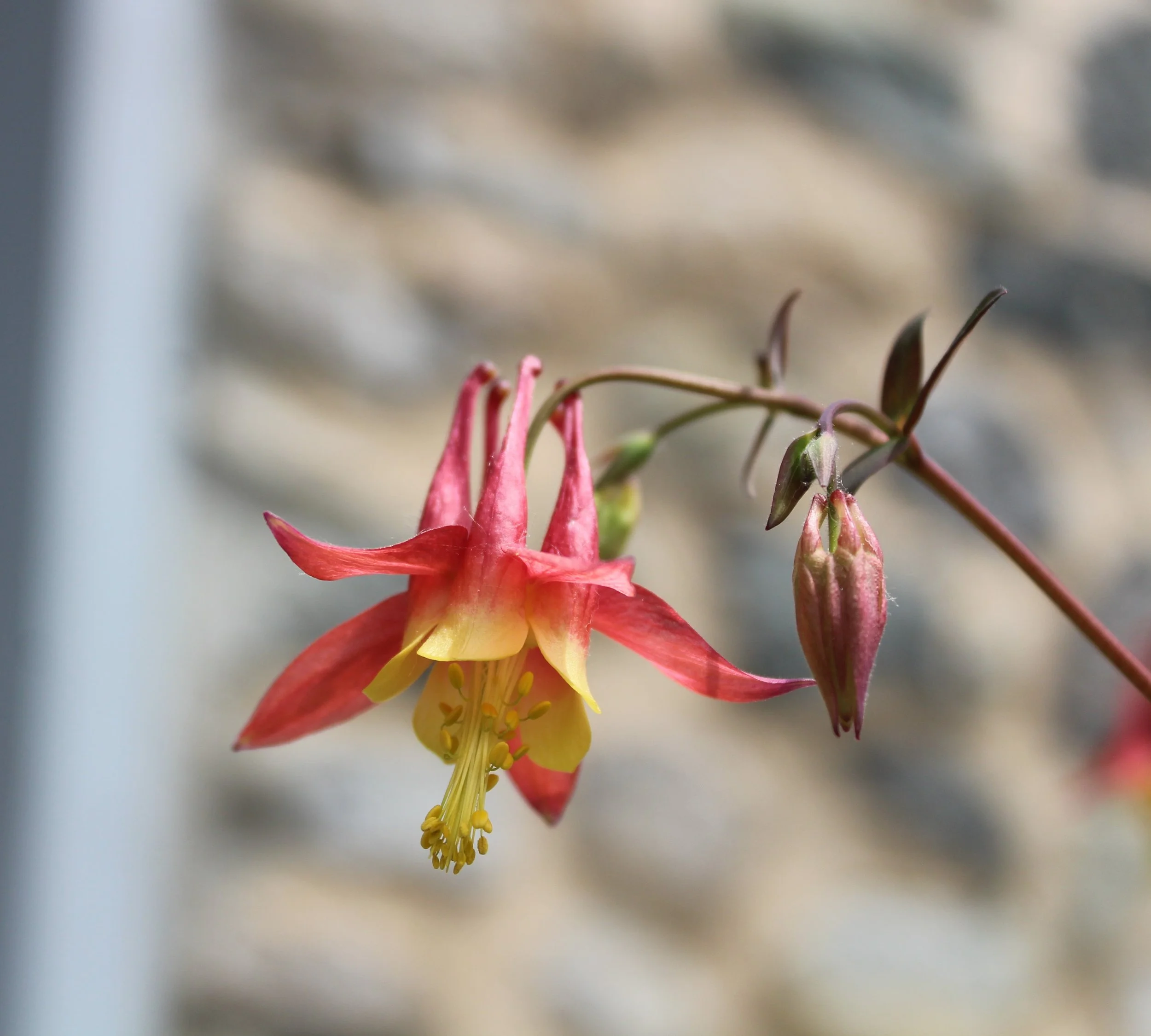 Pink Columbine print