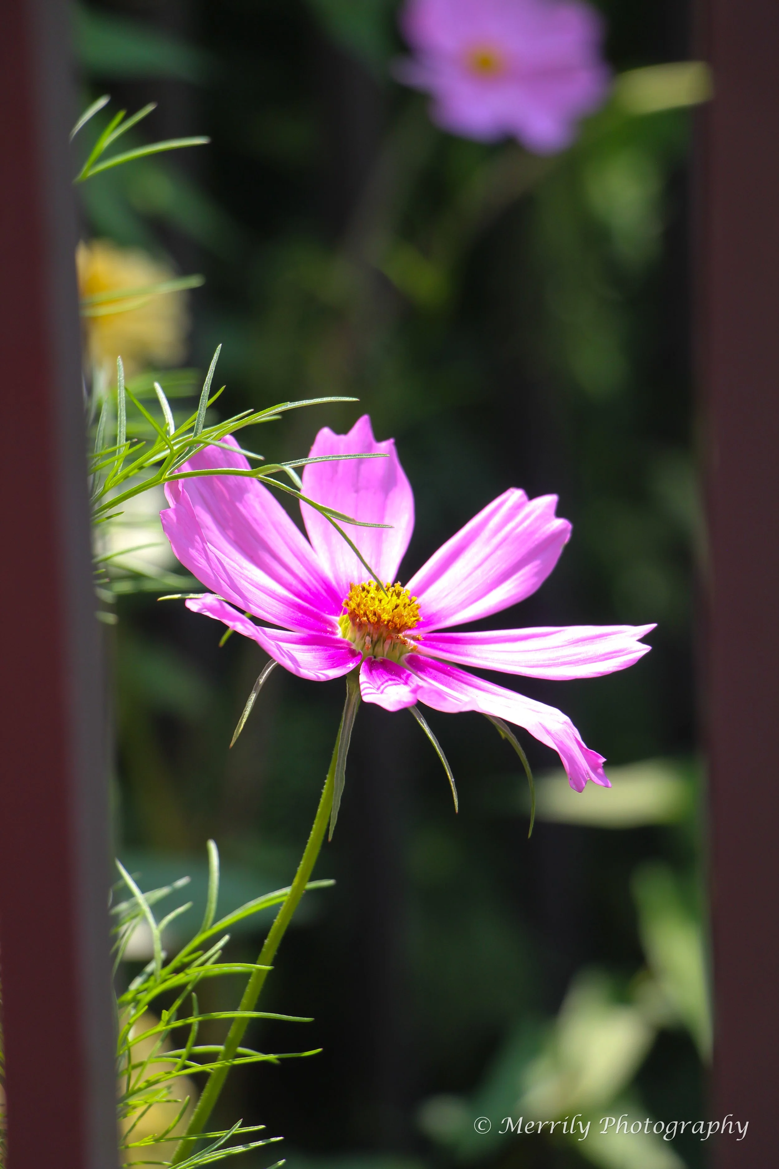 Cosmo pink looking up.jpg