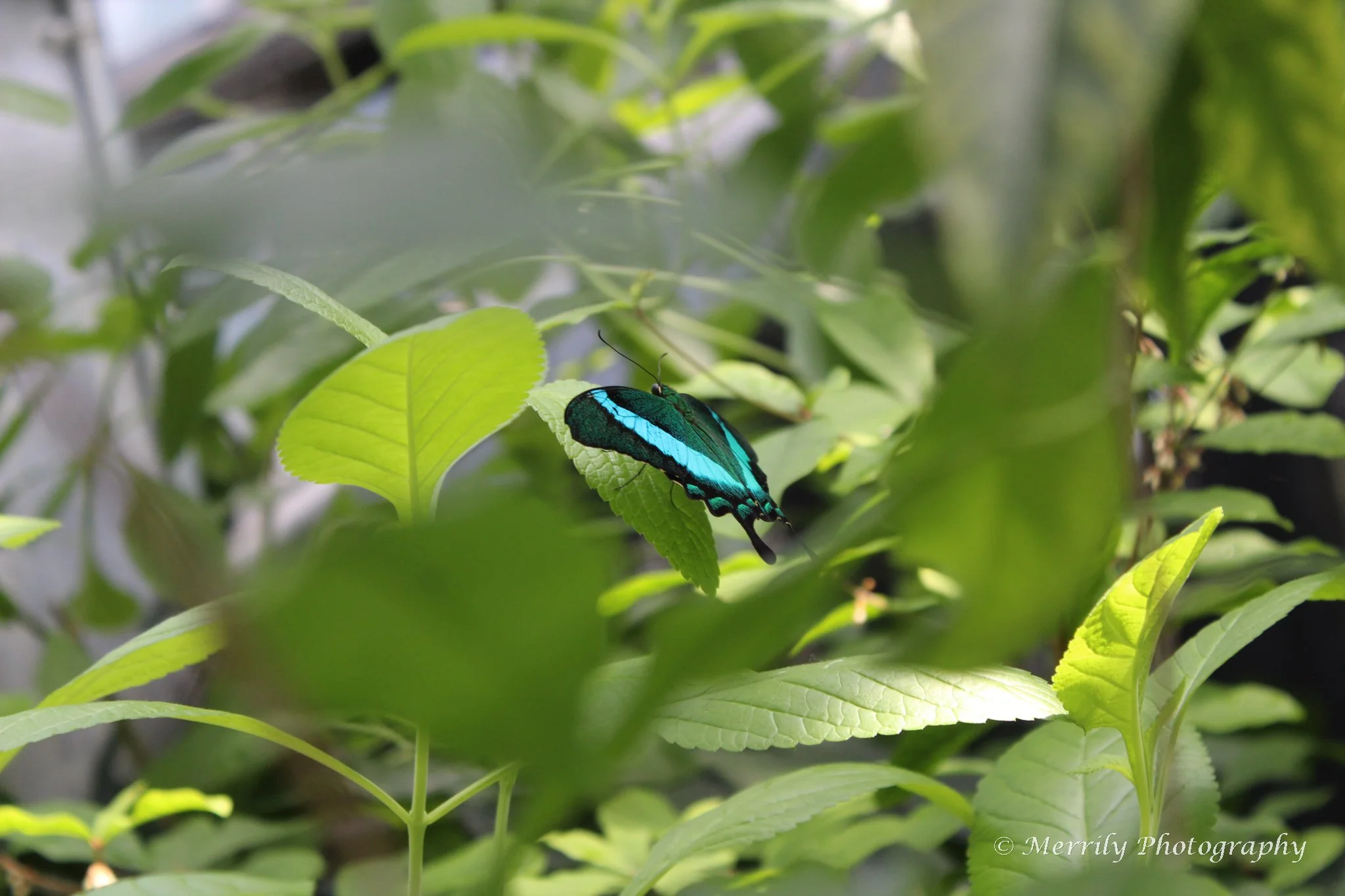 A butterfly with black and vibrant blue wings resting on green leaves in a lush garden.