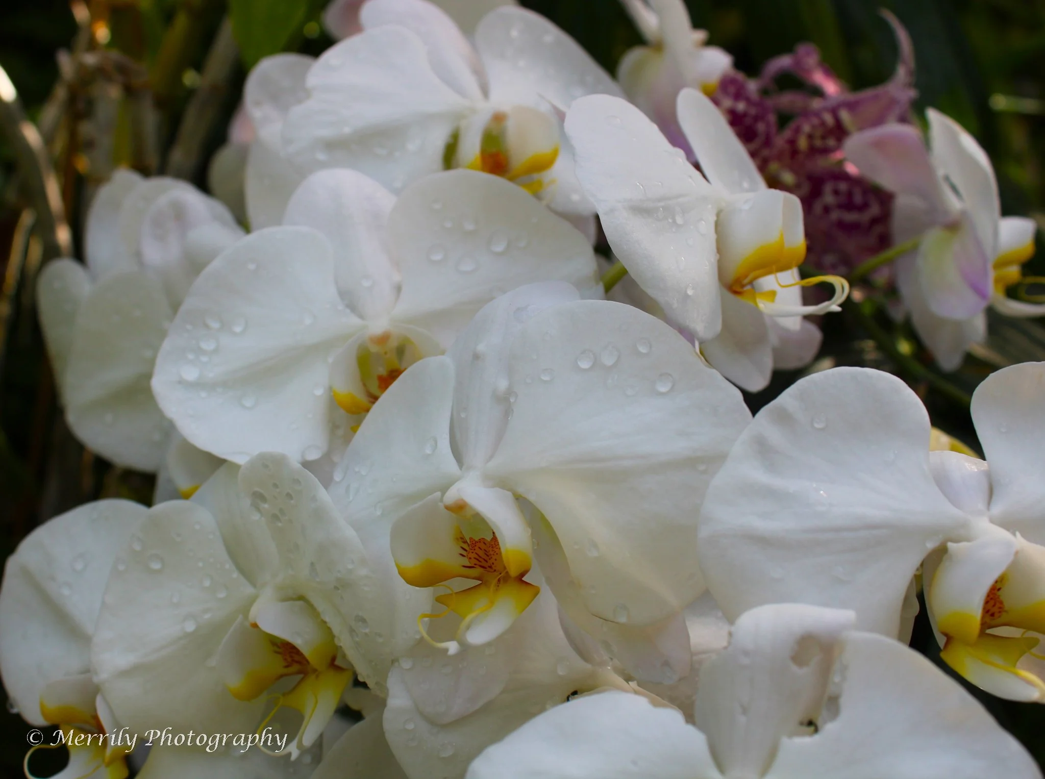 White Phalaenopsis Orchids Digital Copy