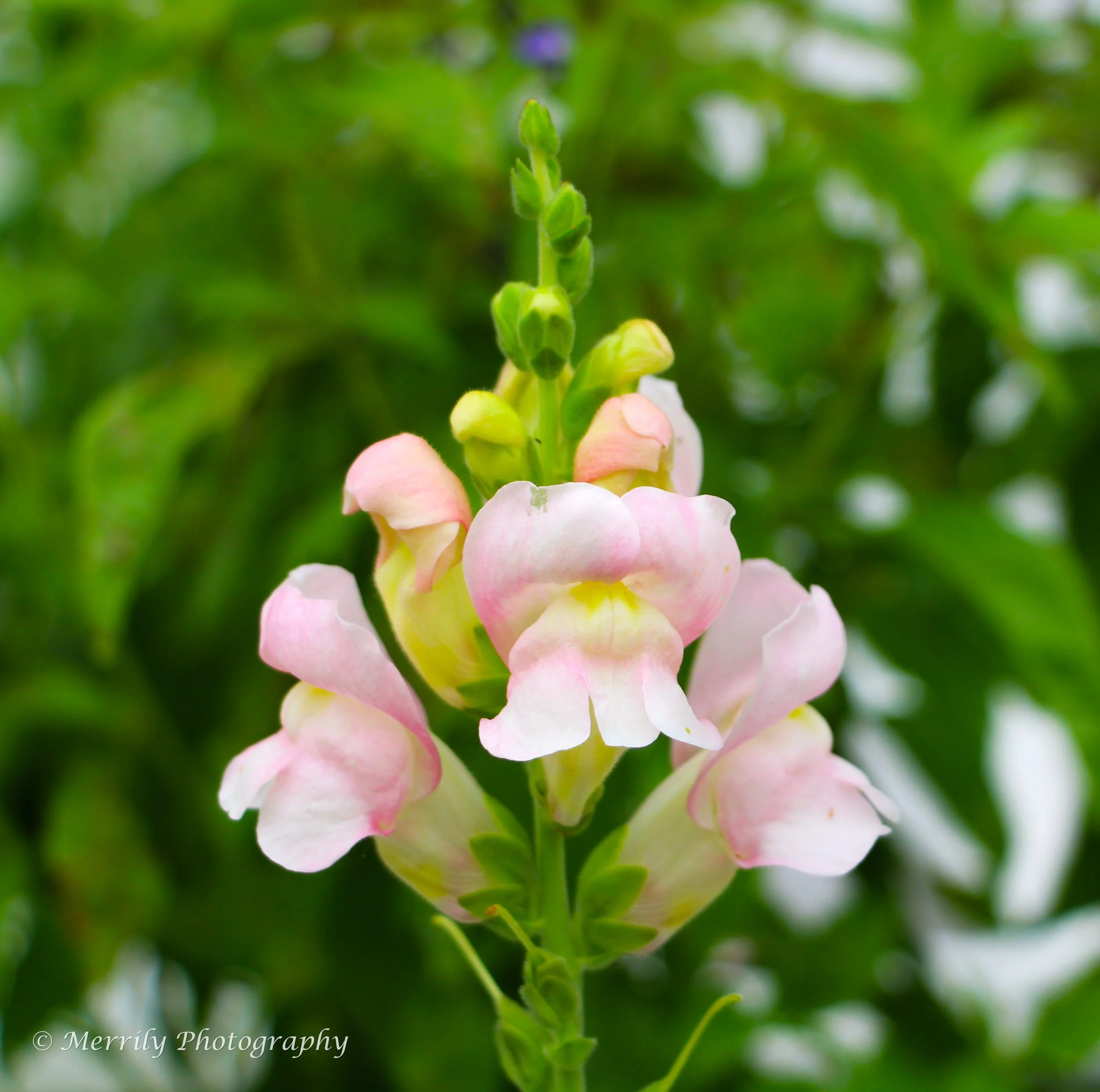 Snapdragon pink and white.jpg