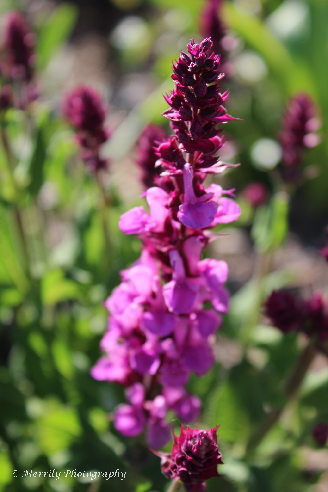 Salvia nemorosa 'Pink Beauty'.jpg