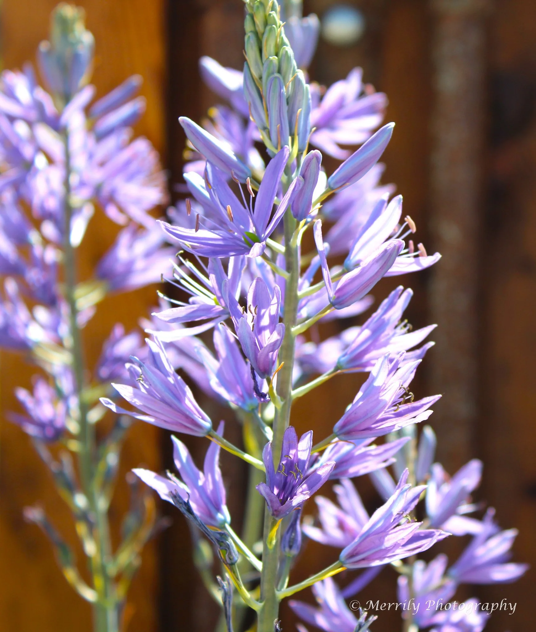 Wild Hyacinth Camassia leichtlinii 'Caerulea' bunch.jpg